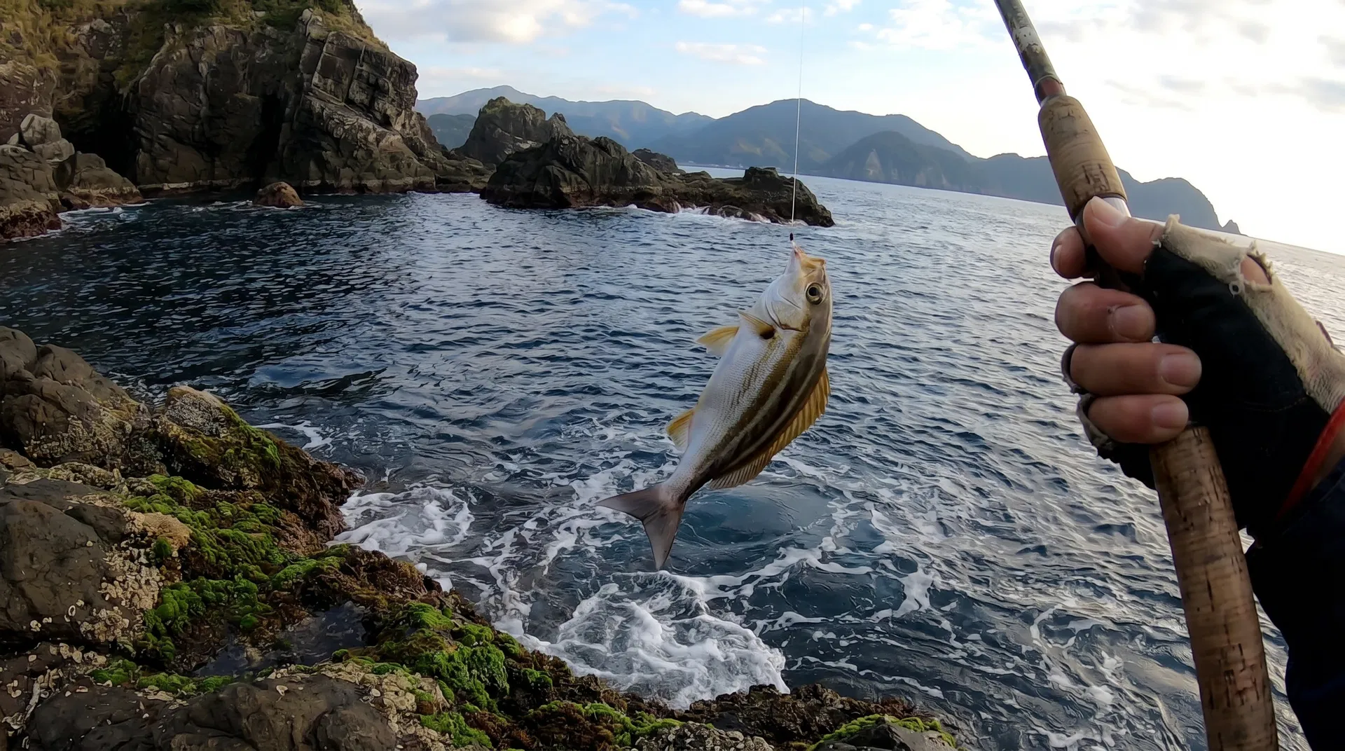 イサキ(Japanese Grunt) - 海釣りで狙える魚、難易度中級者向け