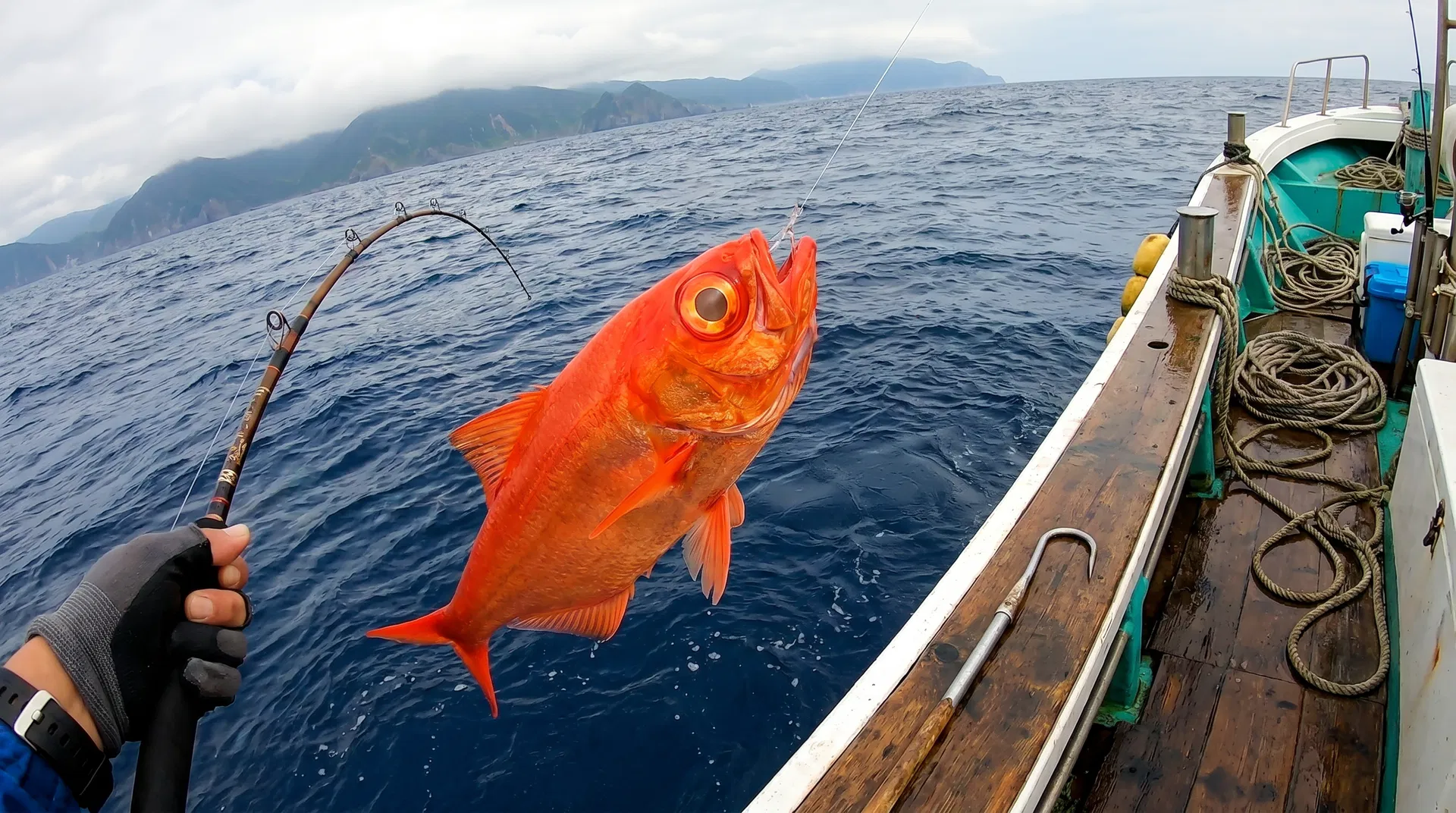 キンメダイ(Splendid Alfonsino) - 海釣りで狙える魚、難易度上級者向け