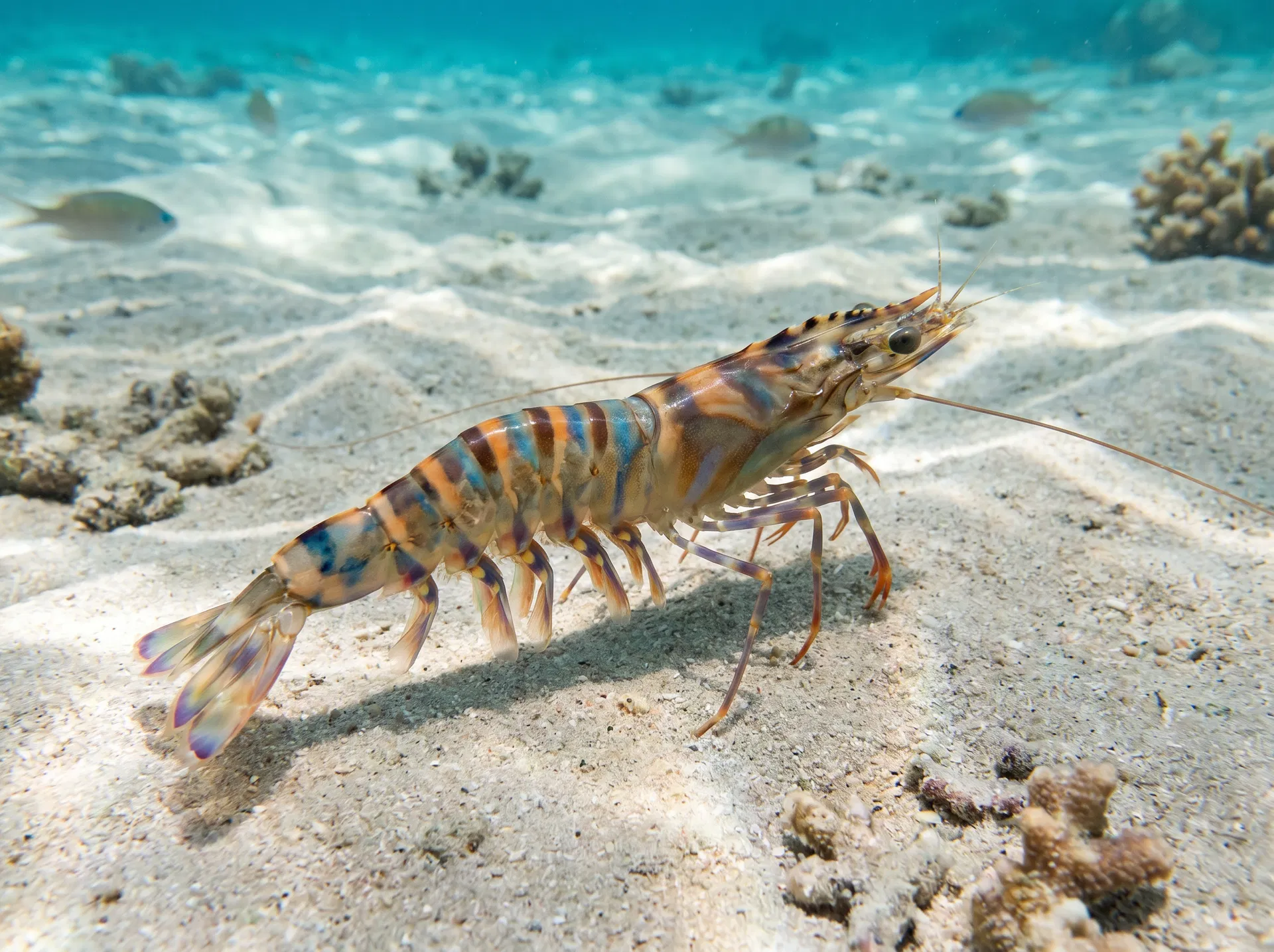 クルマエビ(Kurumaebi) - 海釣りで狙える魚、難易度中級者向け