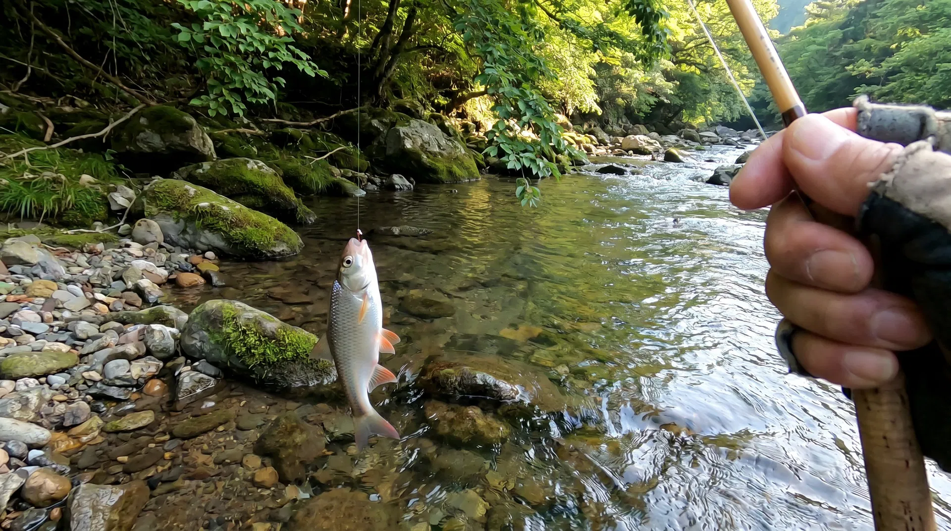 オイカワ(Pale Chub) - 淡水釣りで狙える魚、難易度初心者向け