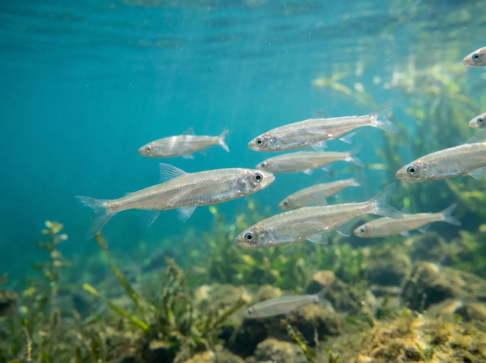 ワカサギ(Wakasagi) - 淡水釣りで狙える魚、難易度初心者向け