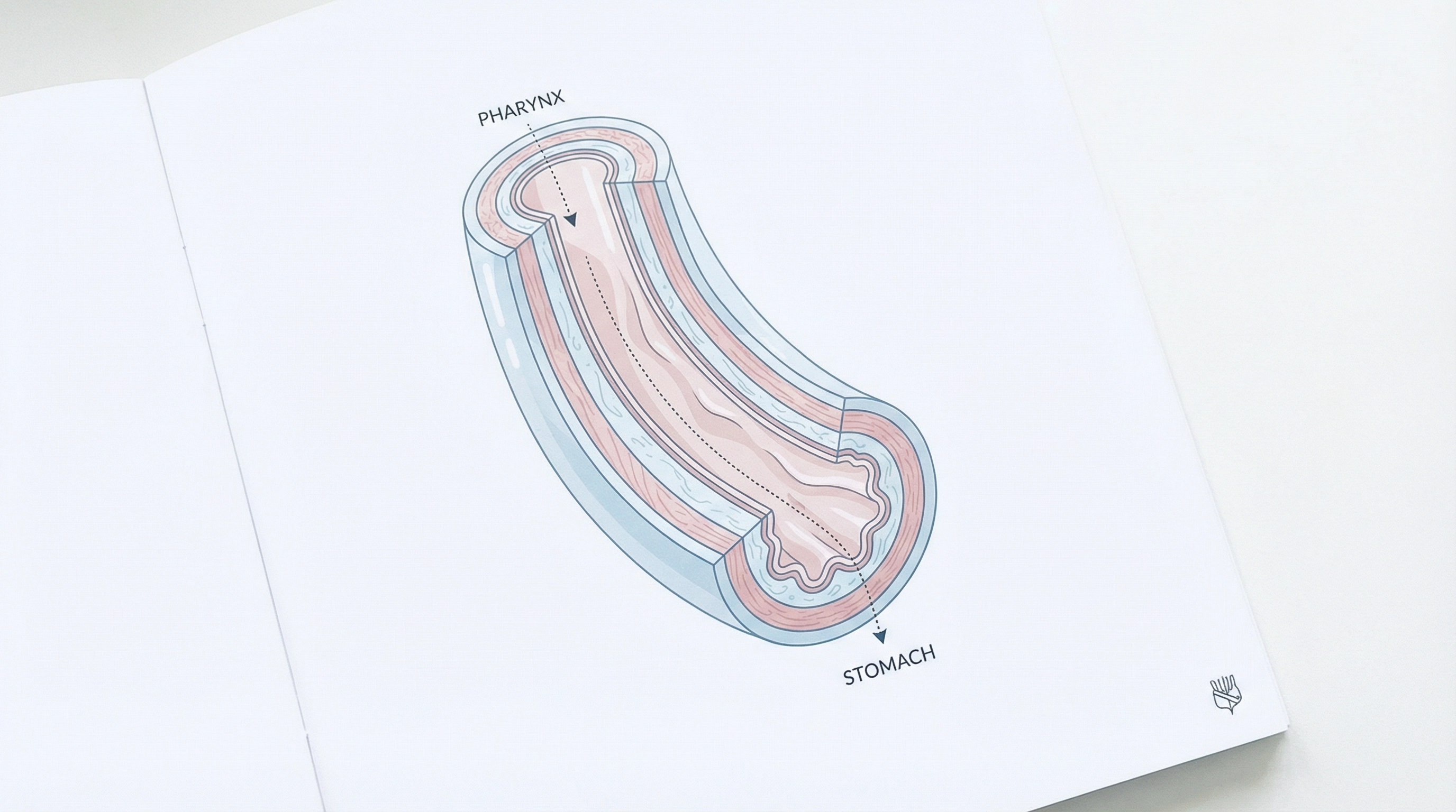 Medical illustration of Esophageal Disorders