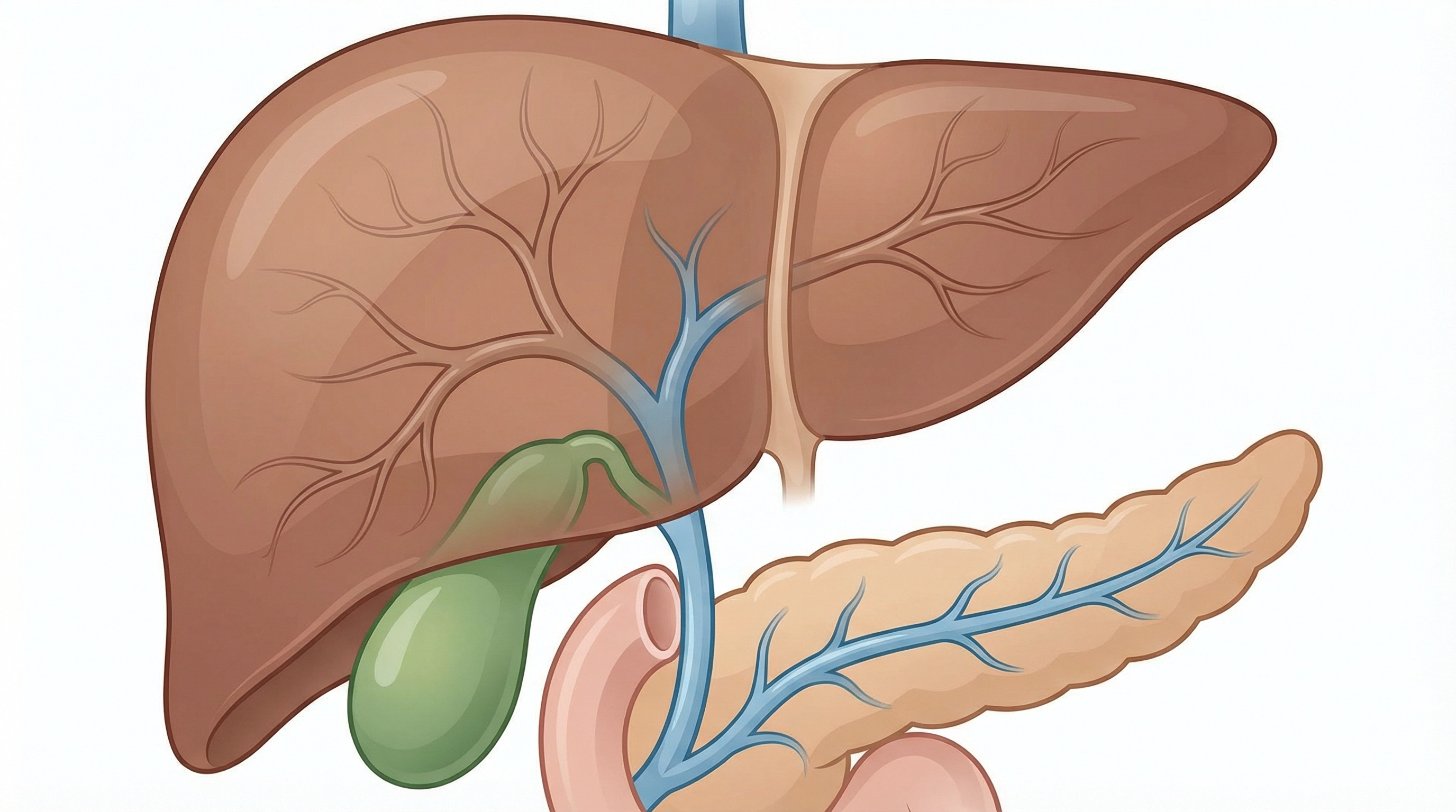Medical illustration of Hepatobiliary Surgery