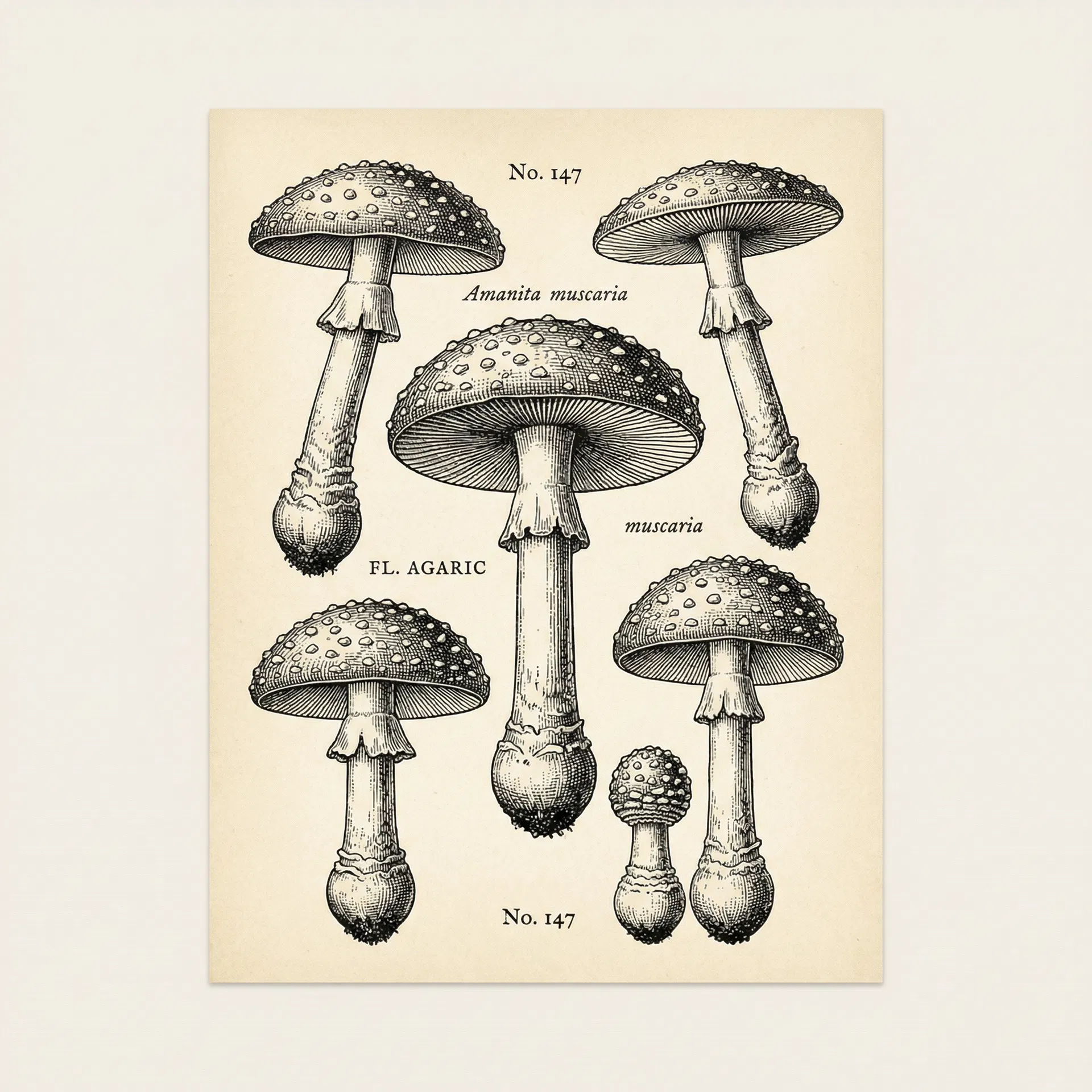 Amanita muscaria engraving