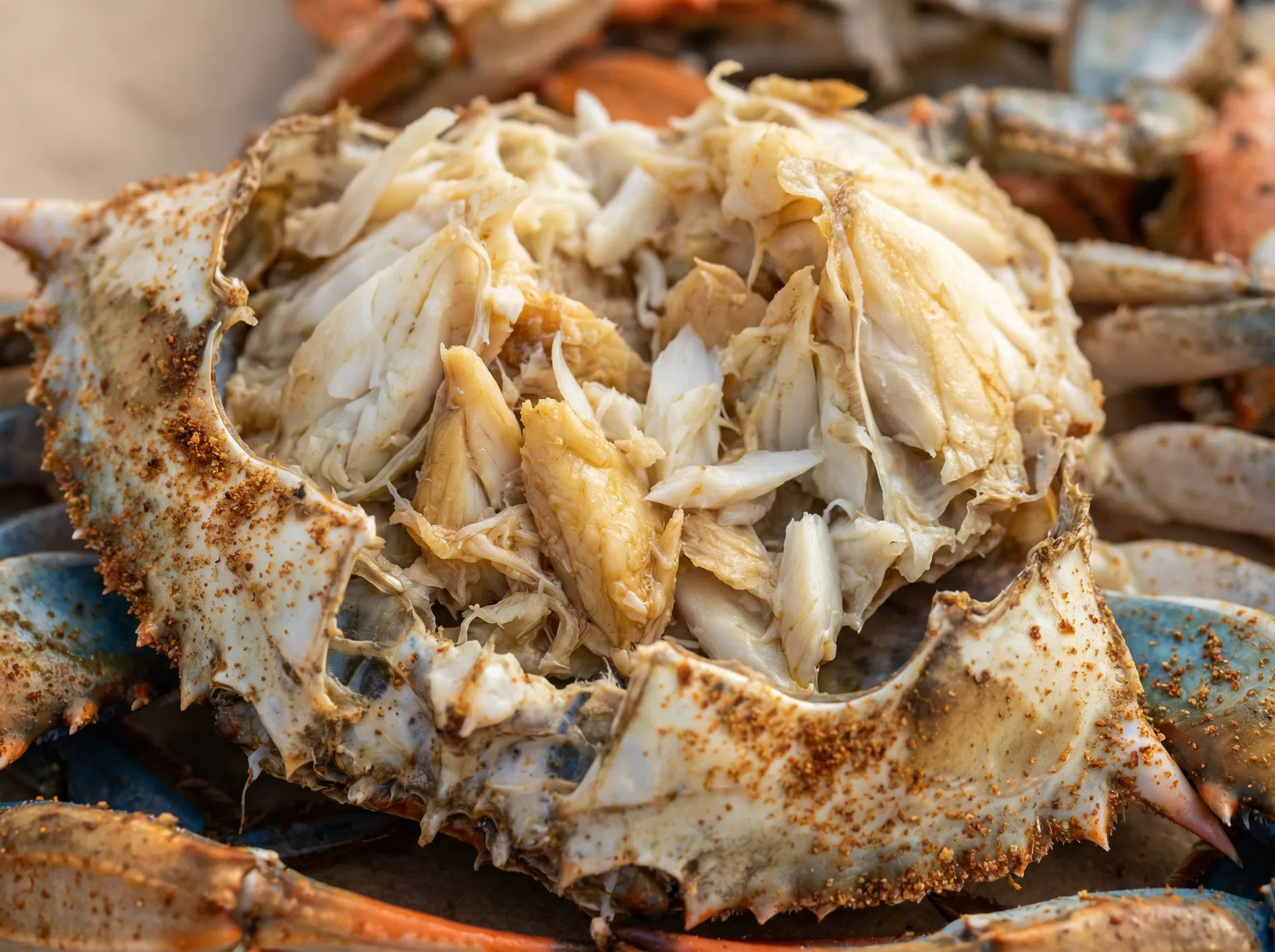 Close-up of fresh lump crab meat from a cracked Maryland blue crab during peak crab season