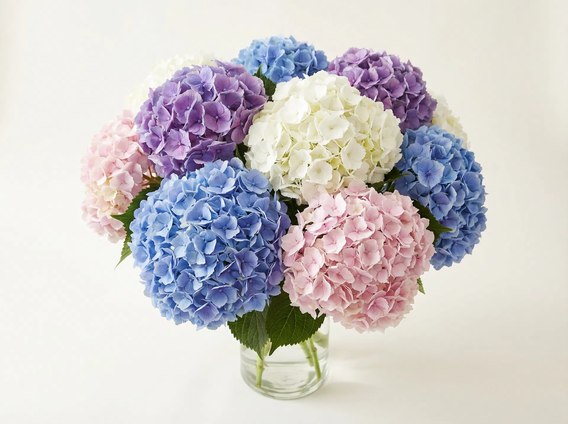 Hydrangeas