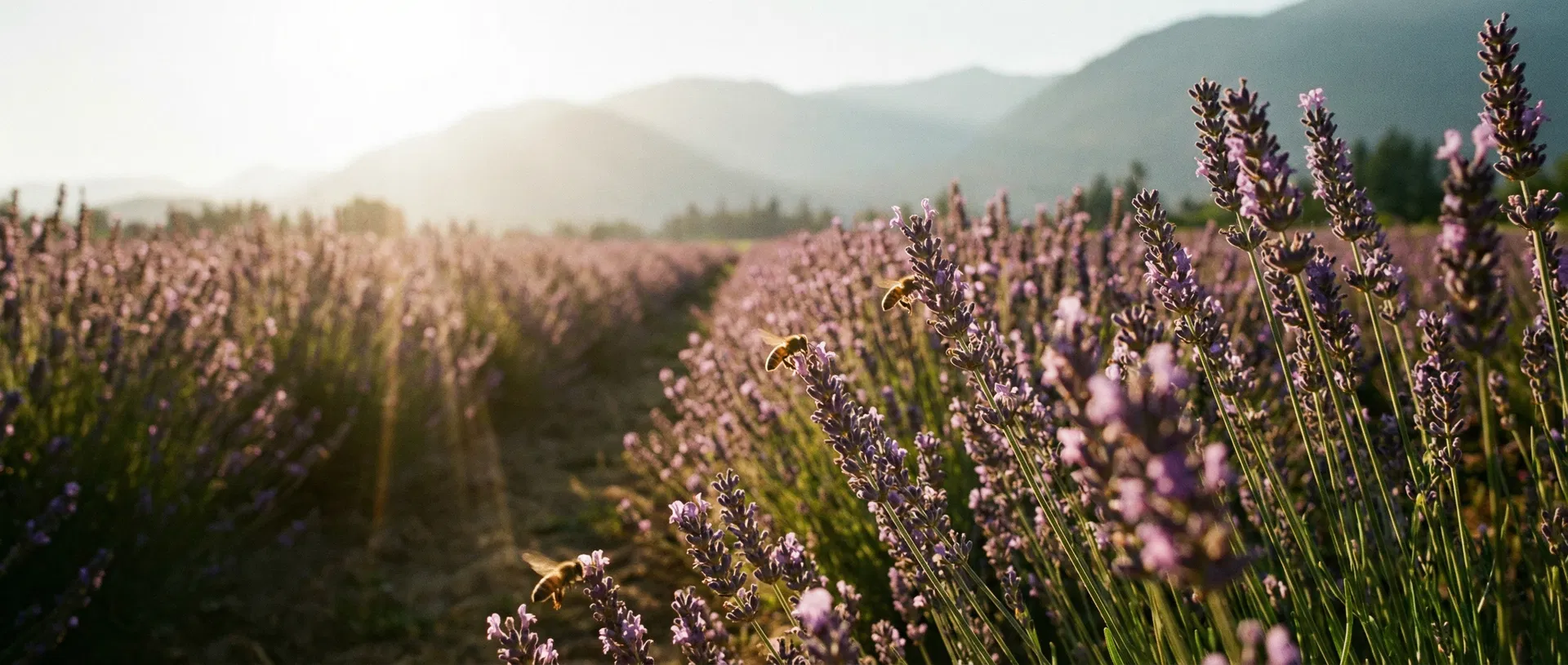 Lavender fields at golden hour in British Columbia