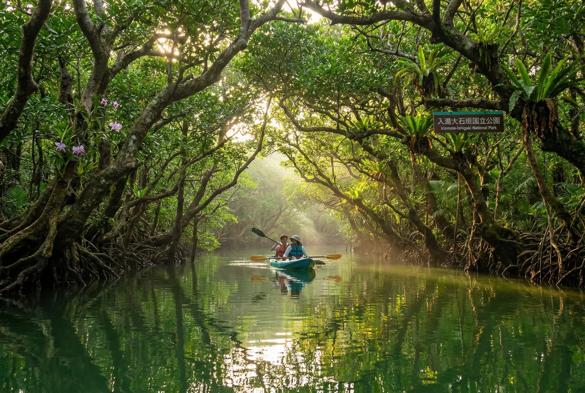 Mangrove kayaking