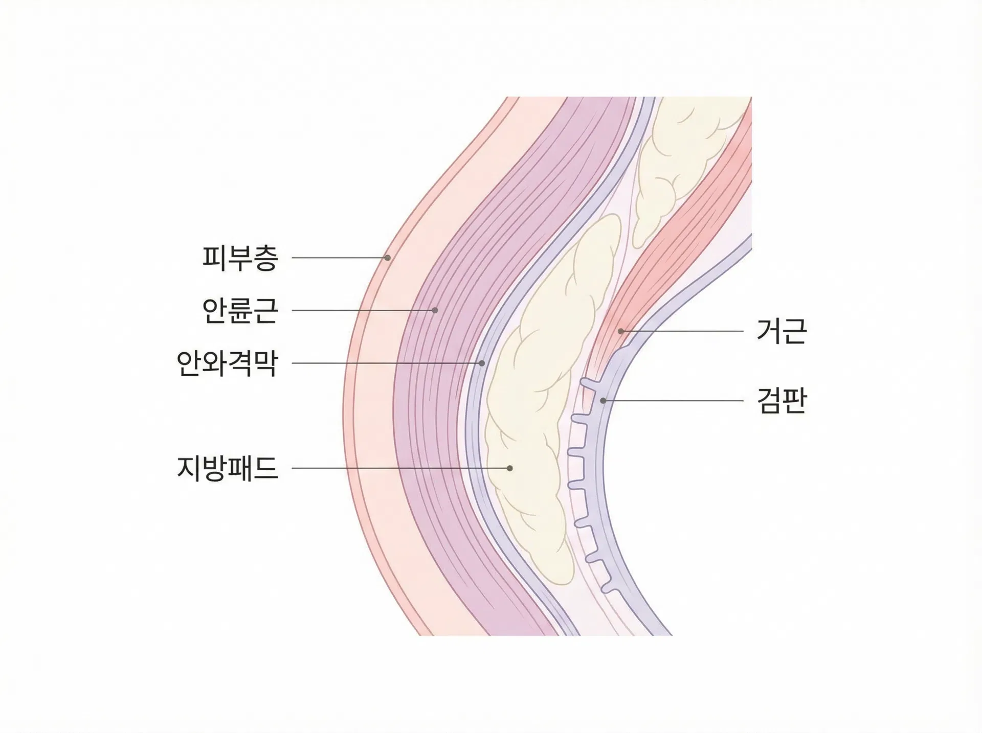 에디션성형외과 남성 성형