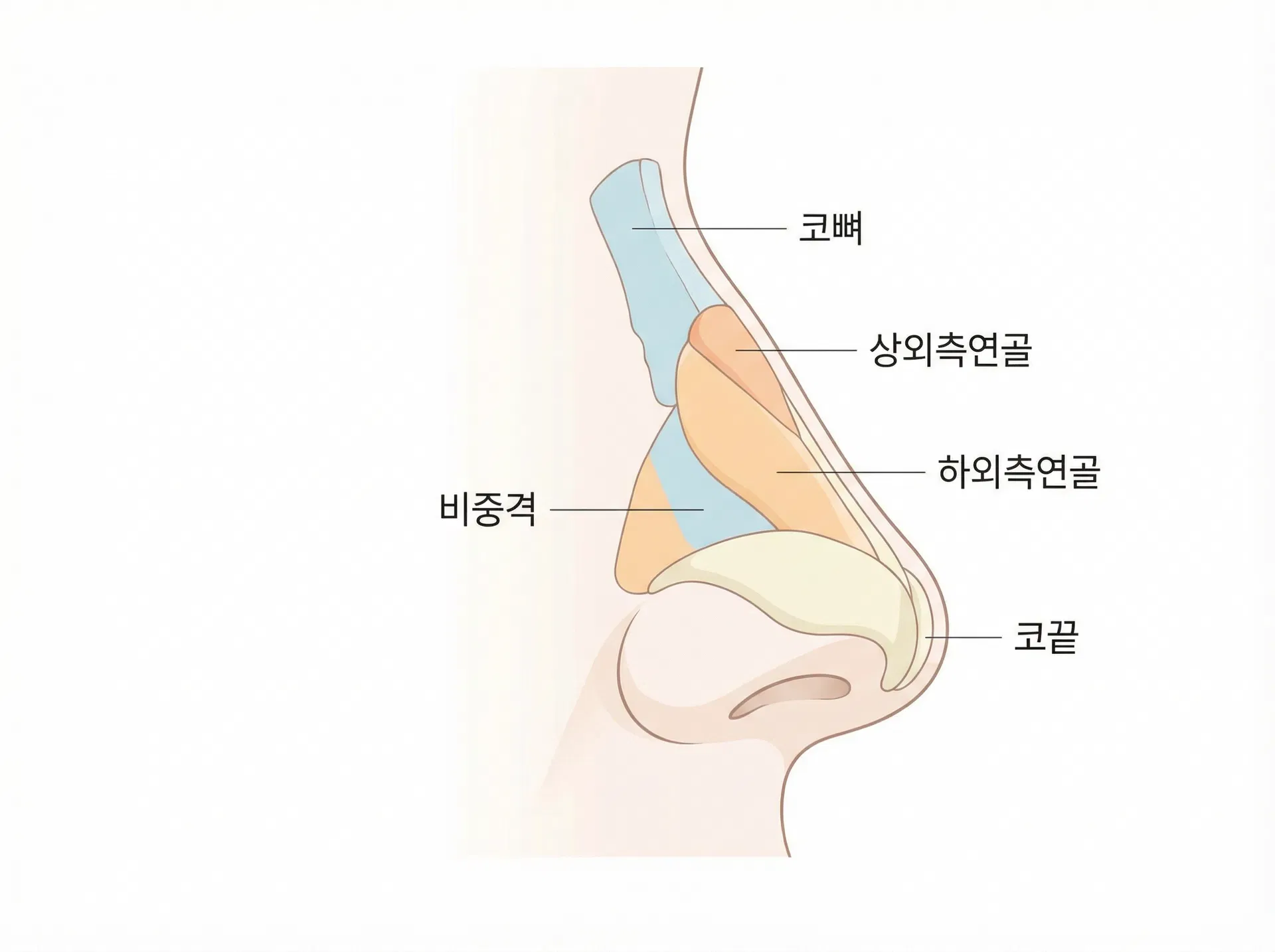 에디션성형외과 남자 코성형