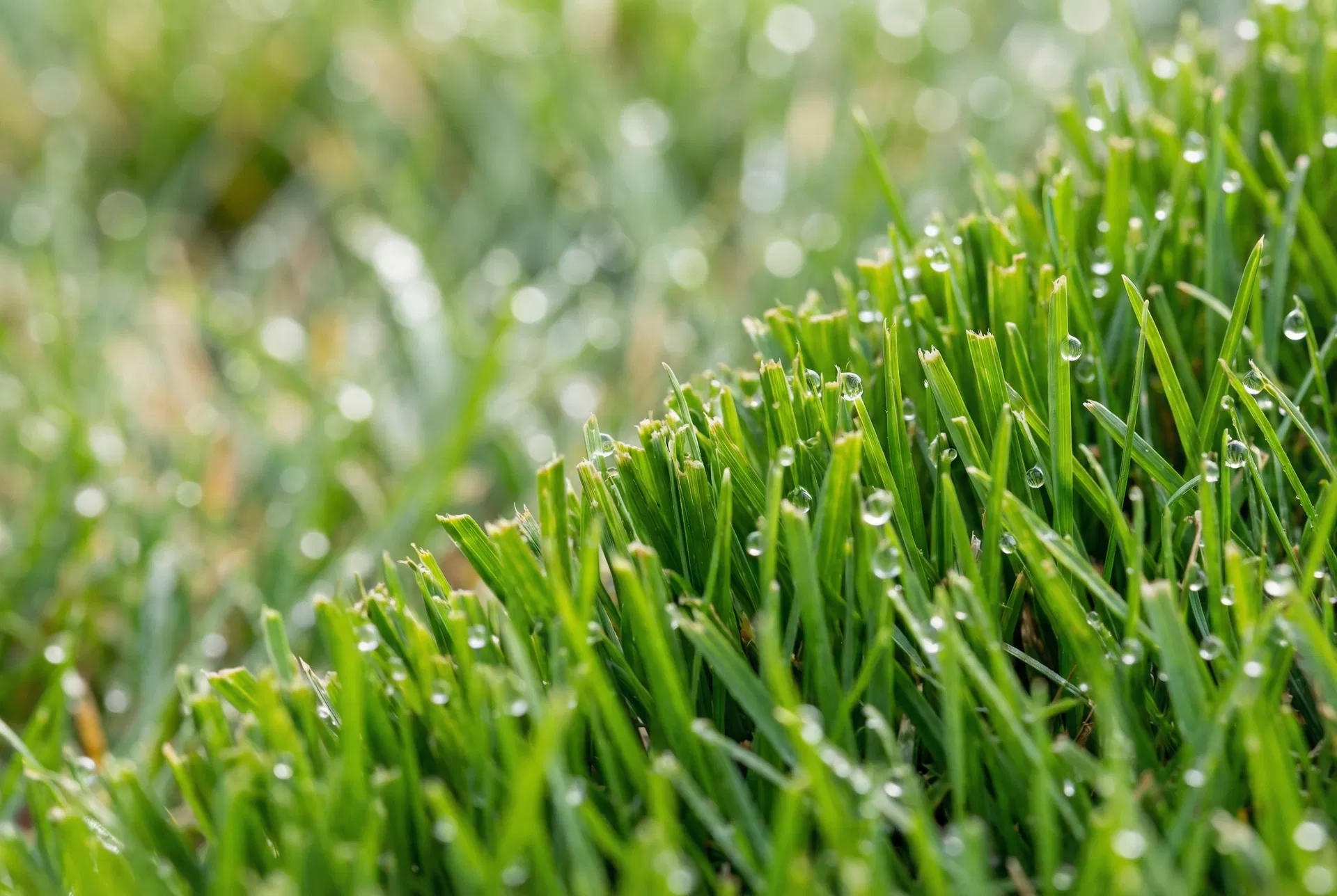 Perfectly manicured commercial lawn