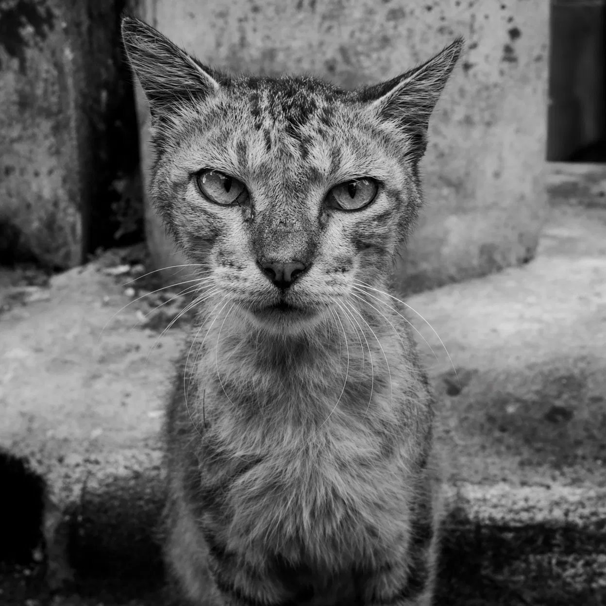 Street cat