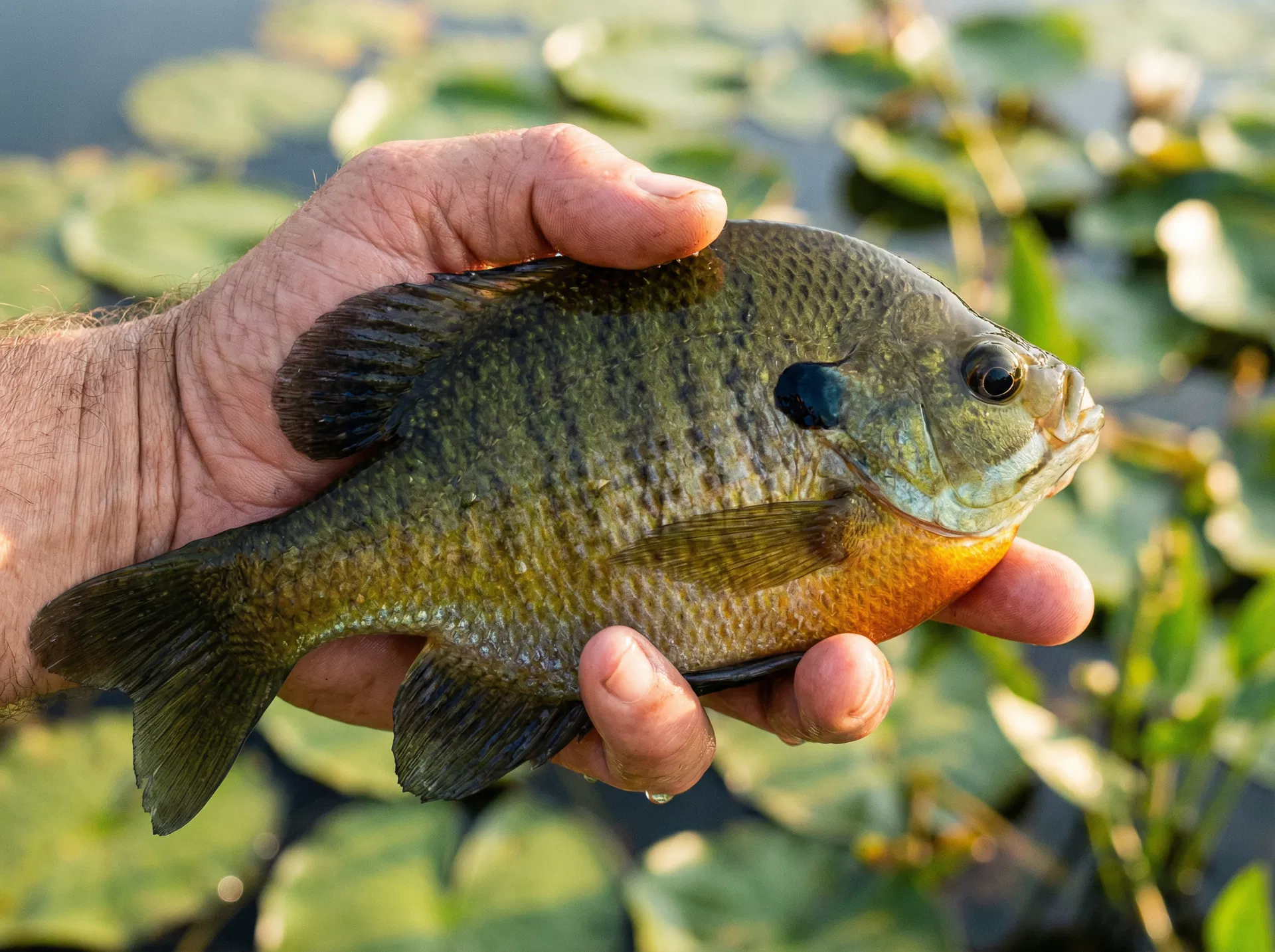 Bluegill