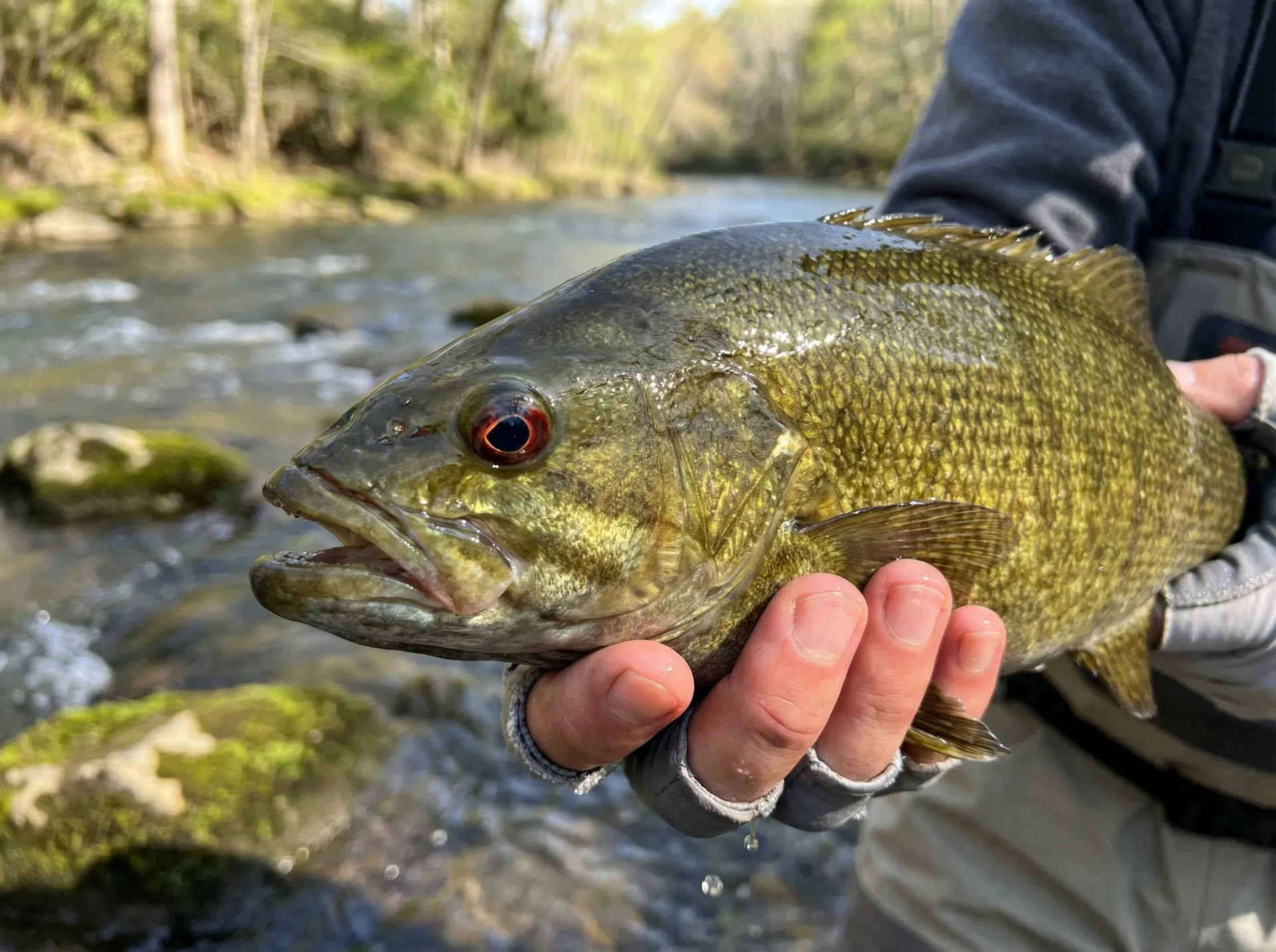 Smallmouth Bass