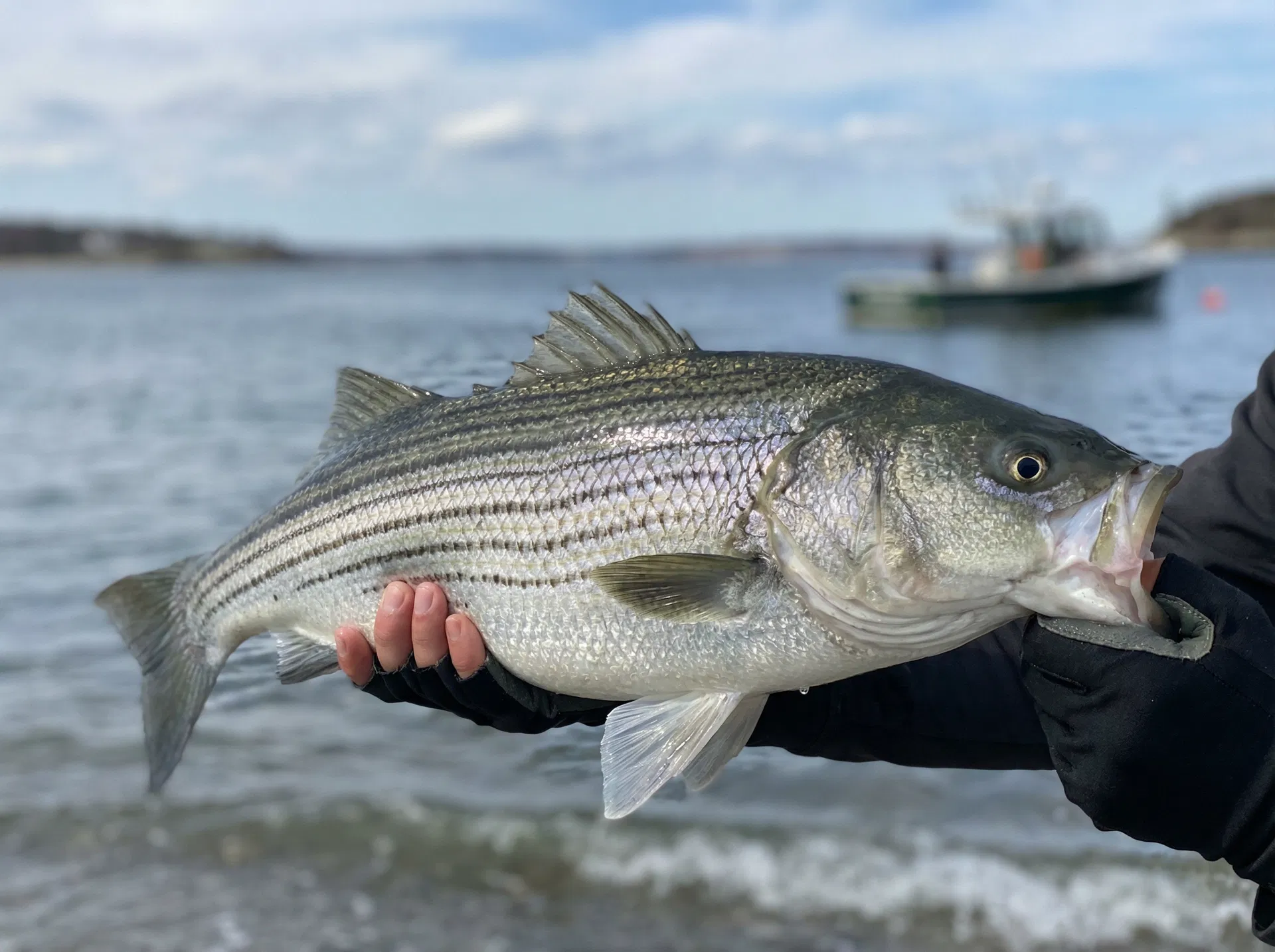 Striped Bass