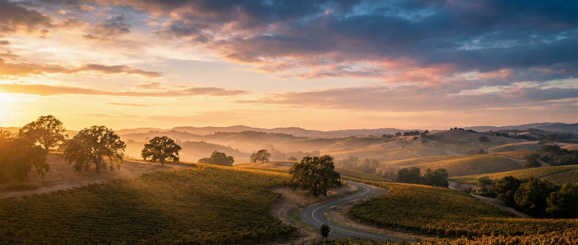Sonoma vineyard at golden hour