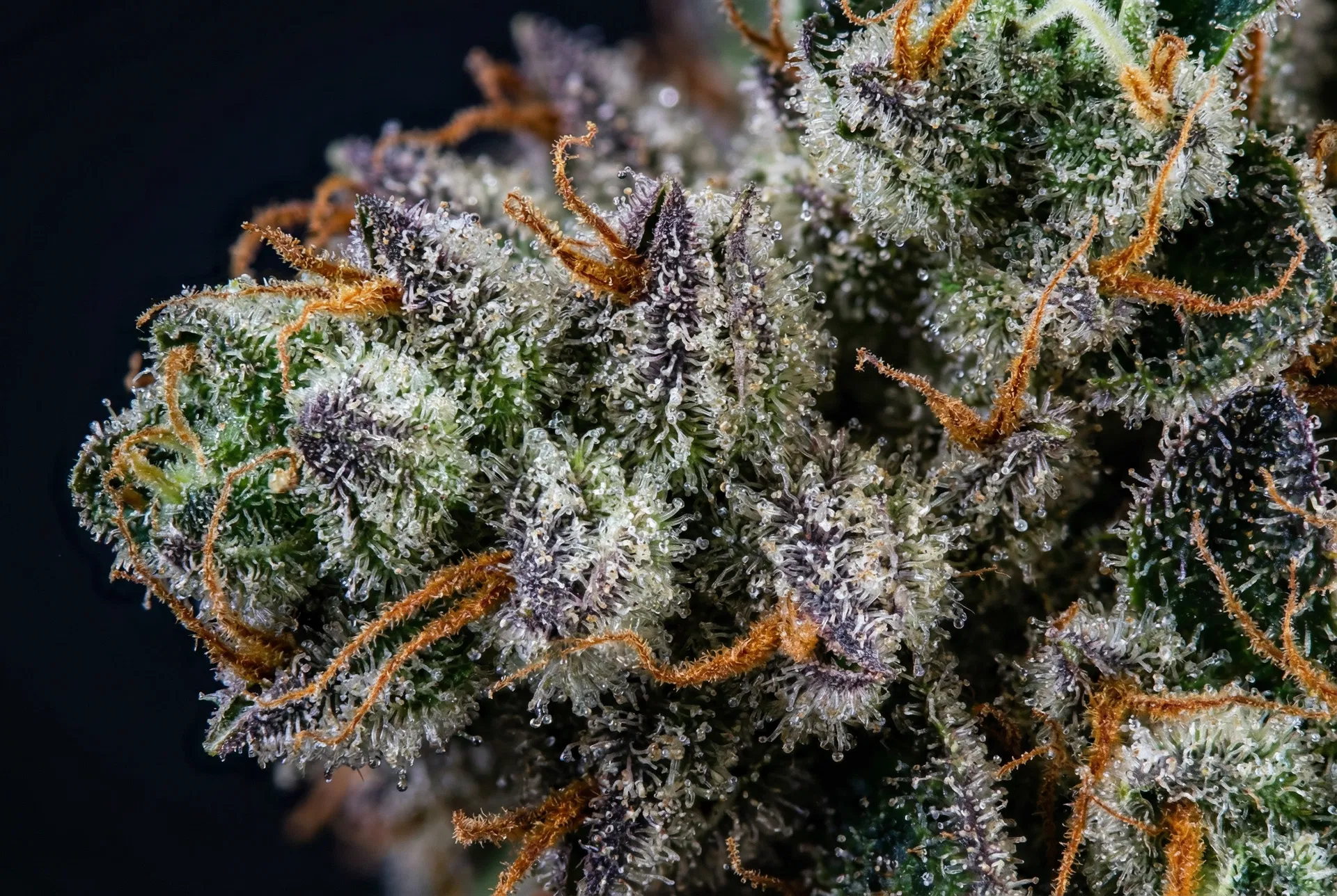 Premium THC Flower - 50 lbs