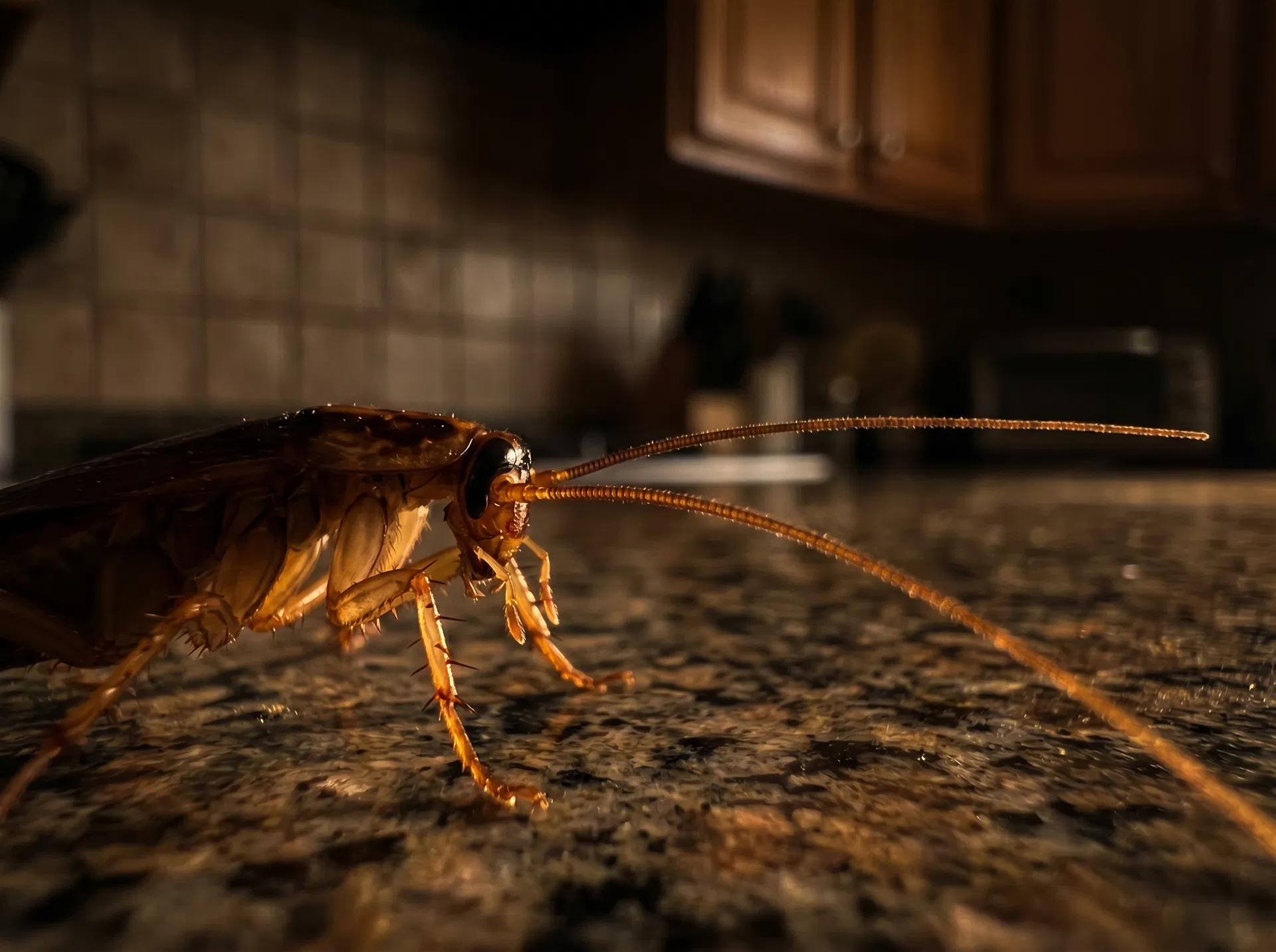 Commercial Pest Control