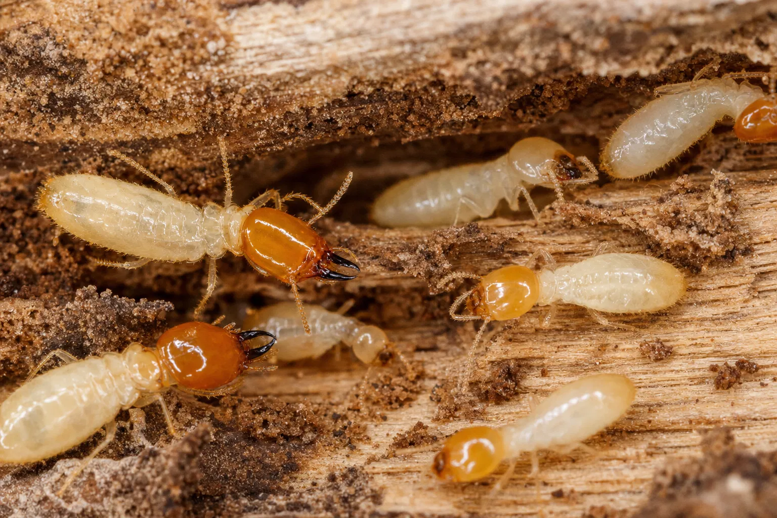 Subterranean Termite Control pest