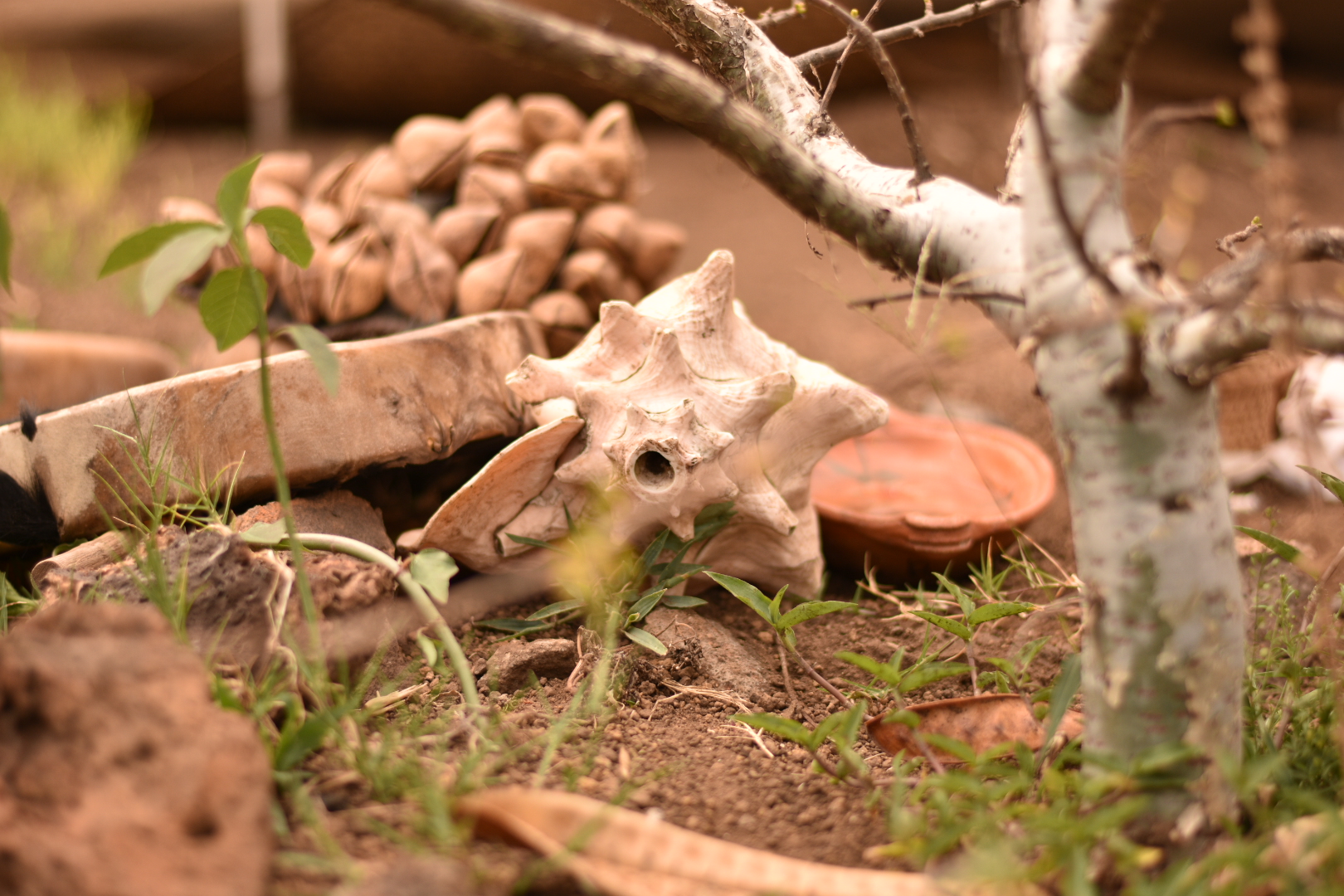 Ceremonia de Temazcal