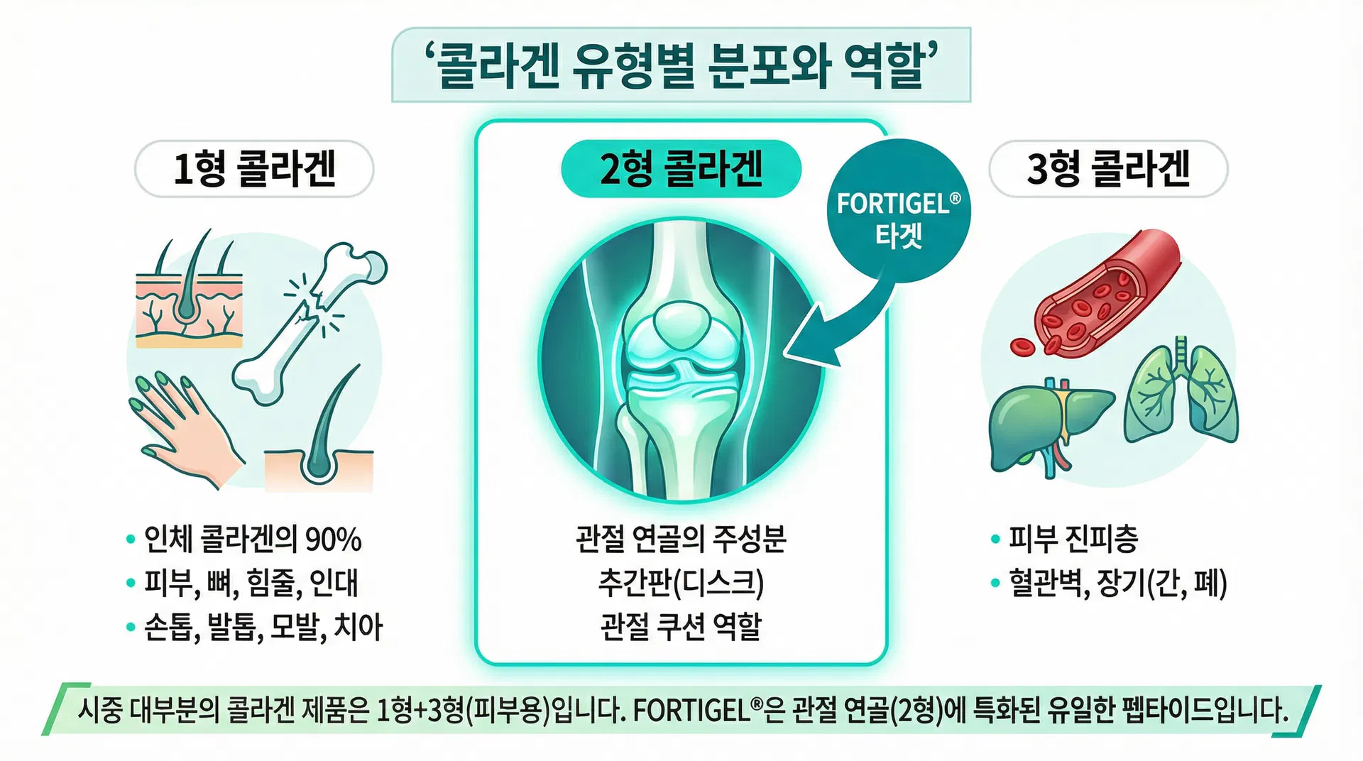 콜라겐 유형별 분포와 역할 - 1형(피부,뼈), 2형(관절 연골, FORTIGEL 타겟), 3형(혈관,장기)