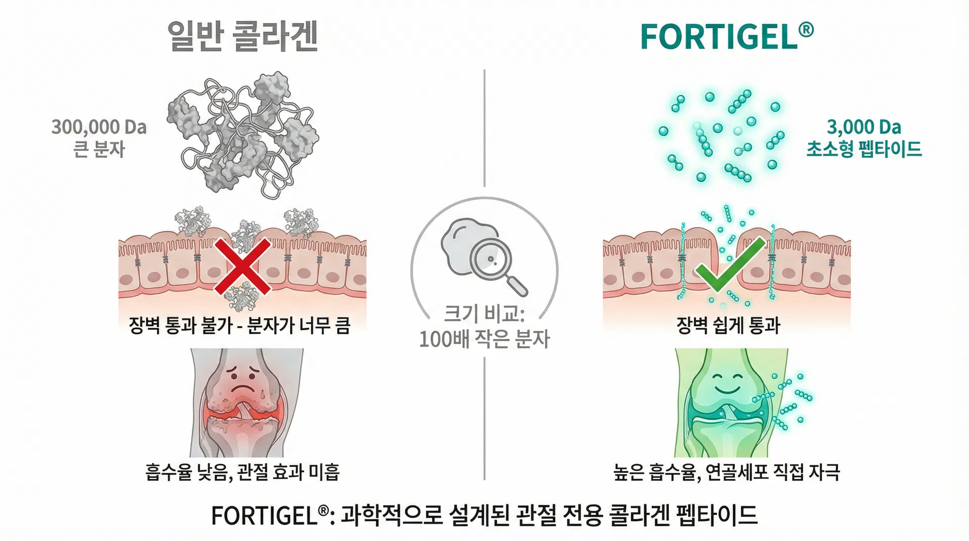 FORTIGEL vs 일반 콜라겐 비교 인포그래픽