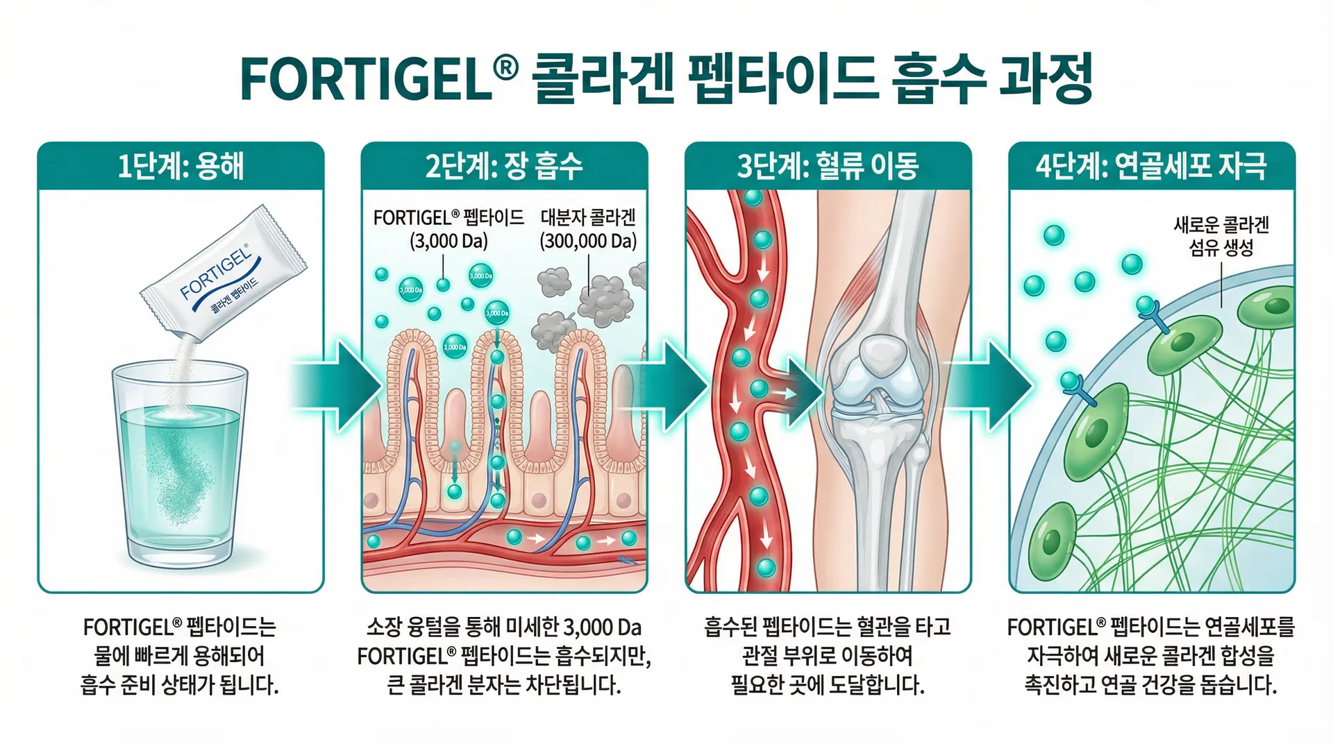 FORTIGEL 흡수 과정 인포그래픽