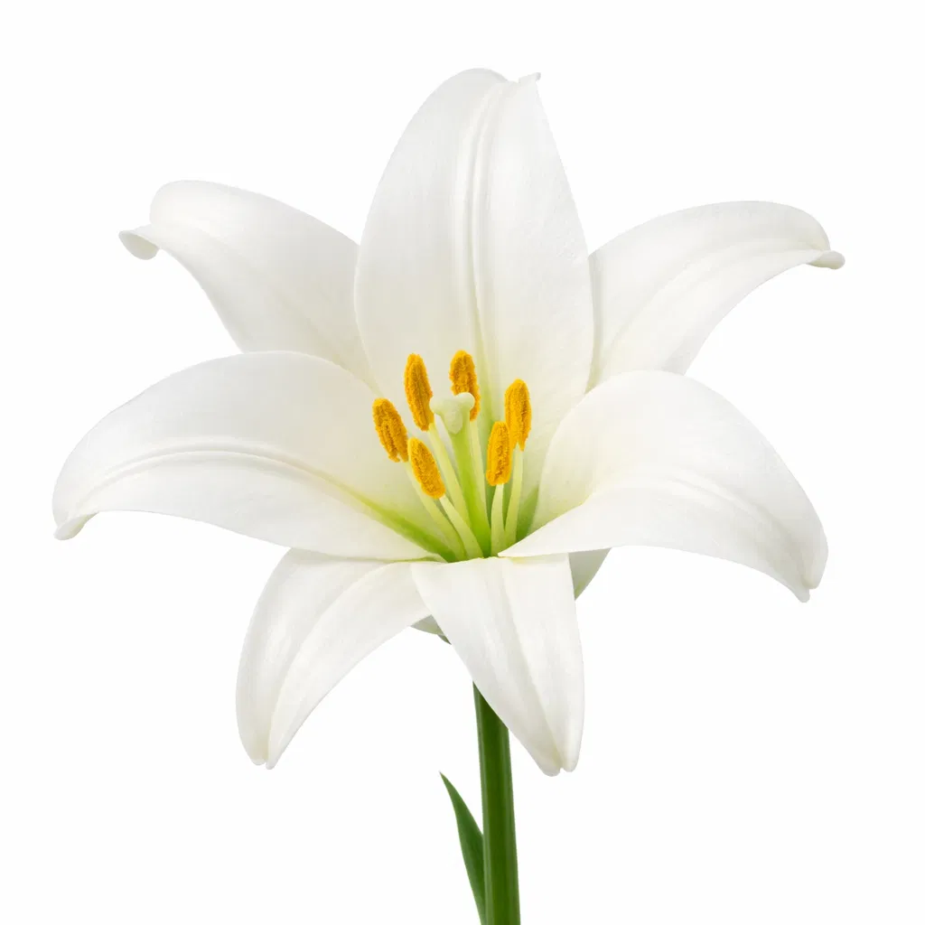 White Lily