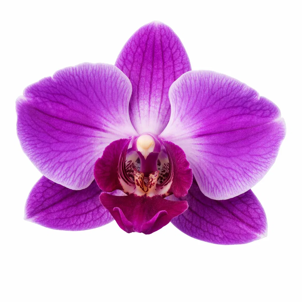 Purple Orchid