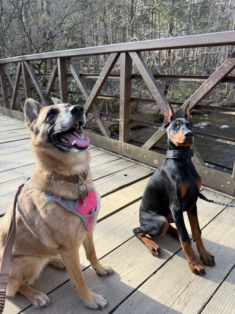 The All Elite Cleaning pups