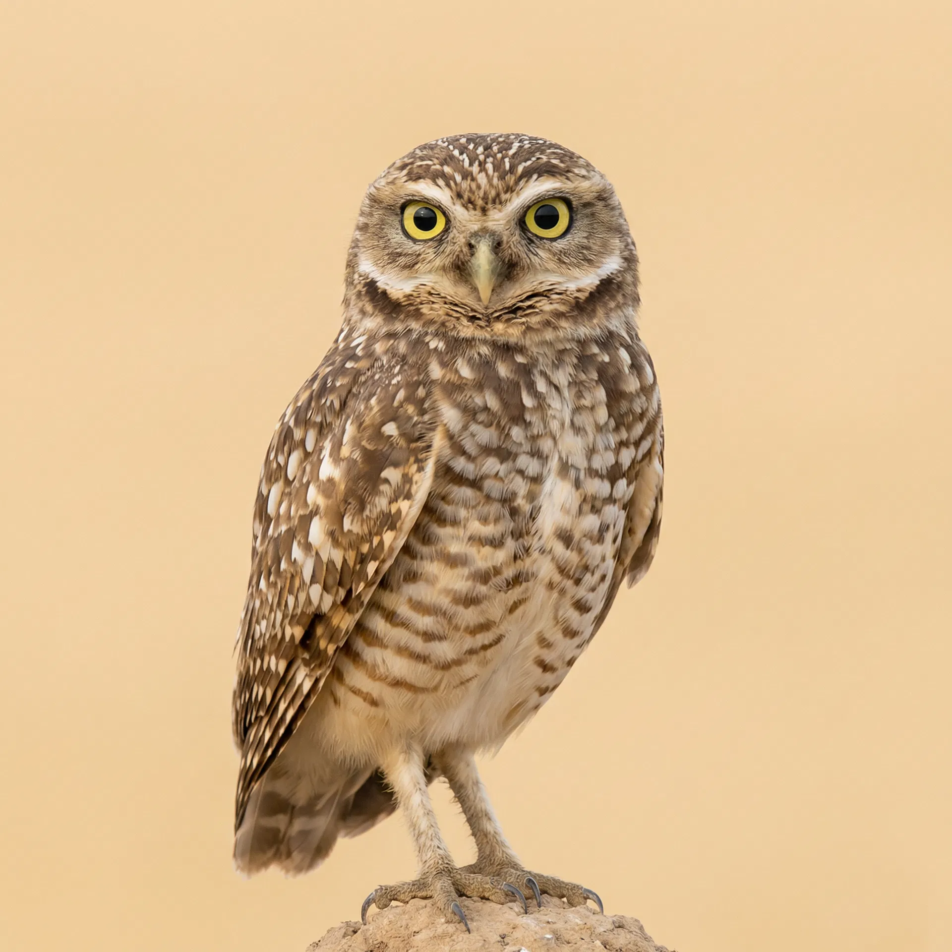 Burrowing Owl