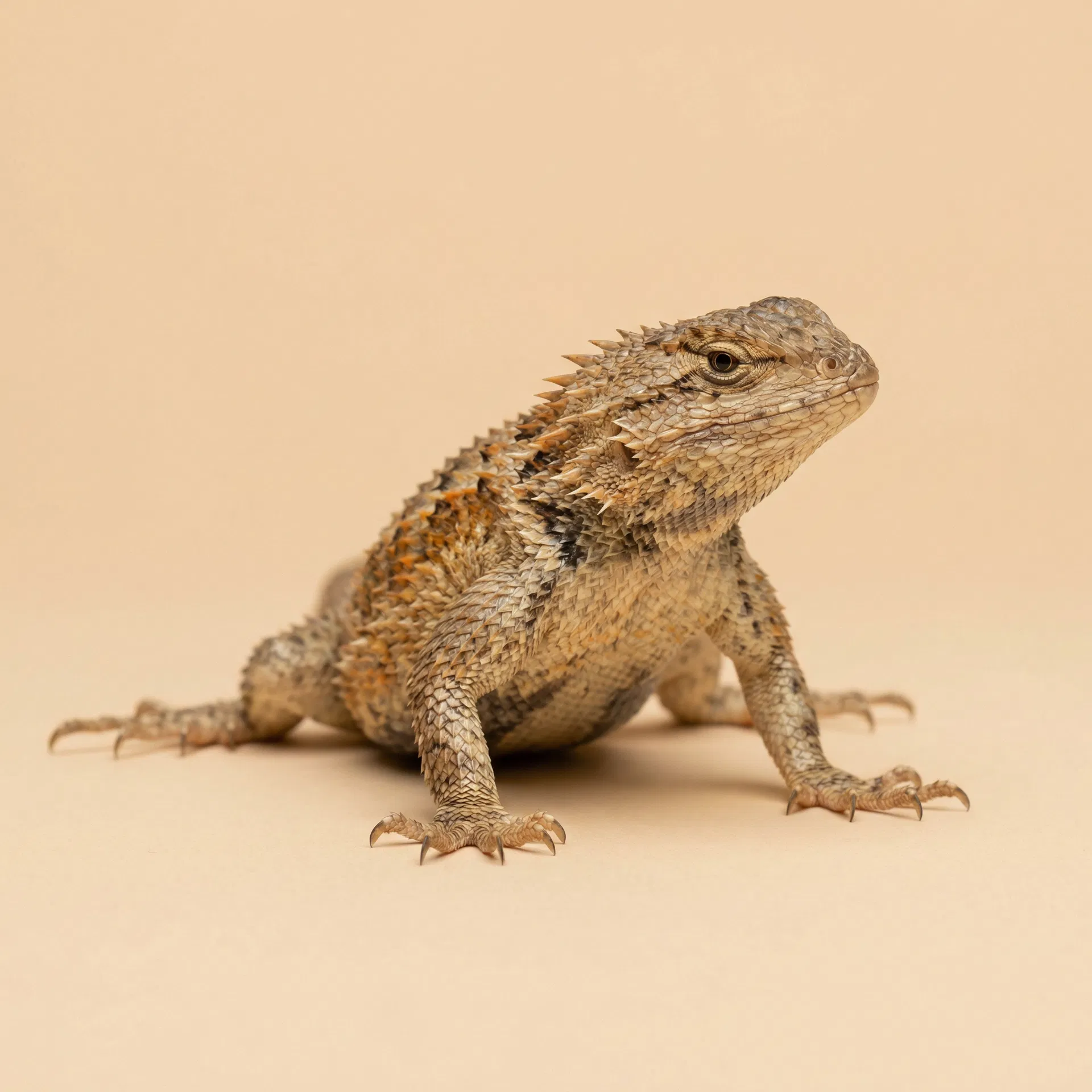Desert Spiny Lizard