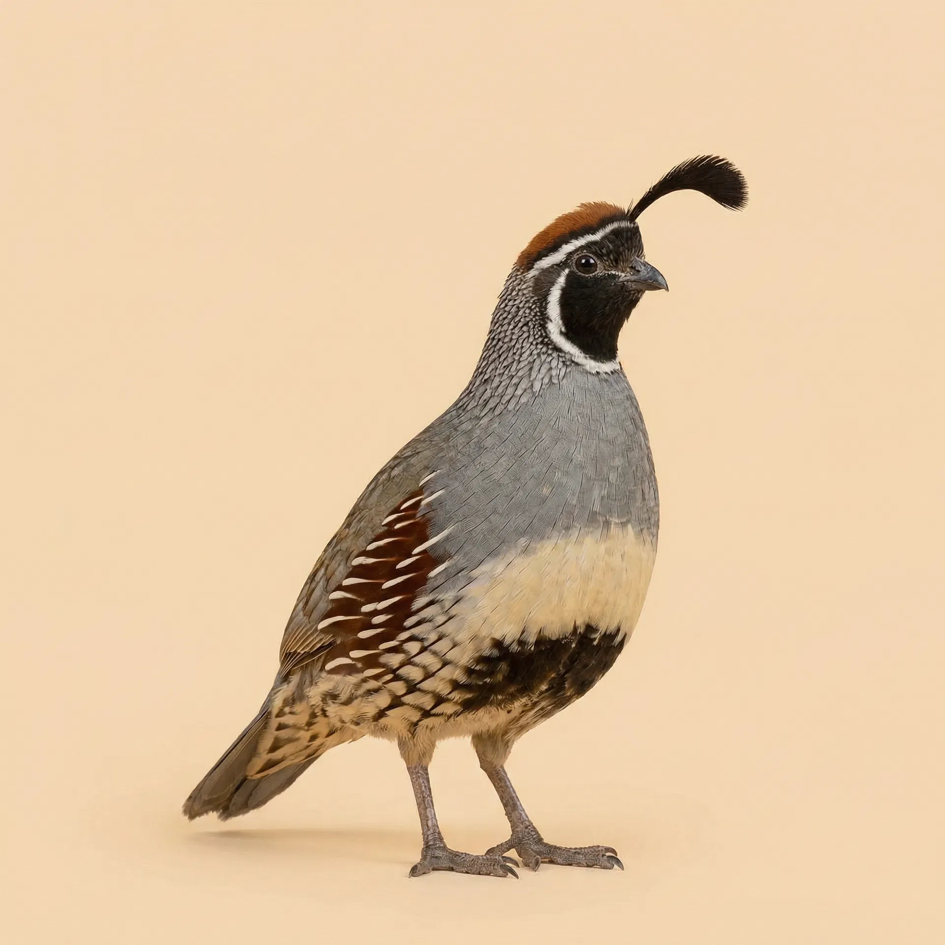 Gambel's Quail