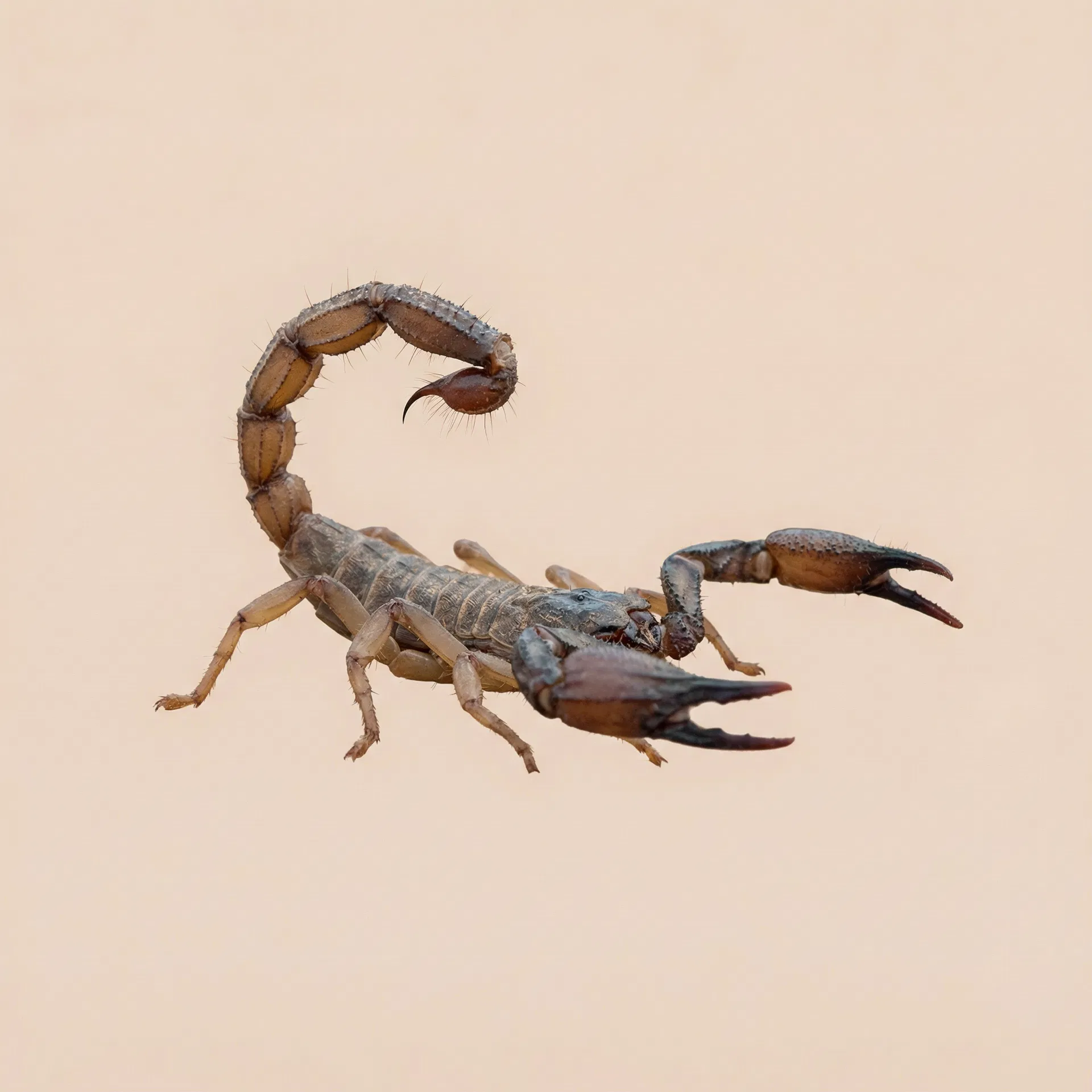 Scorpion