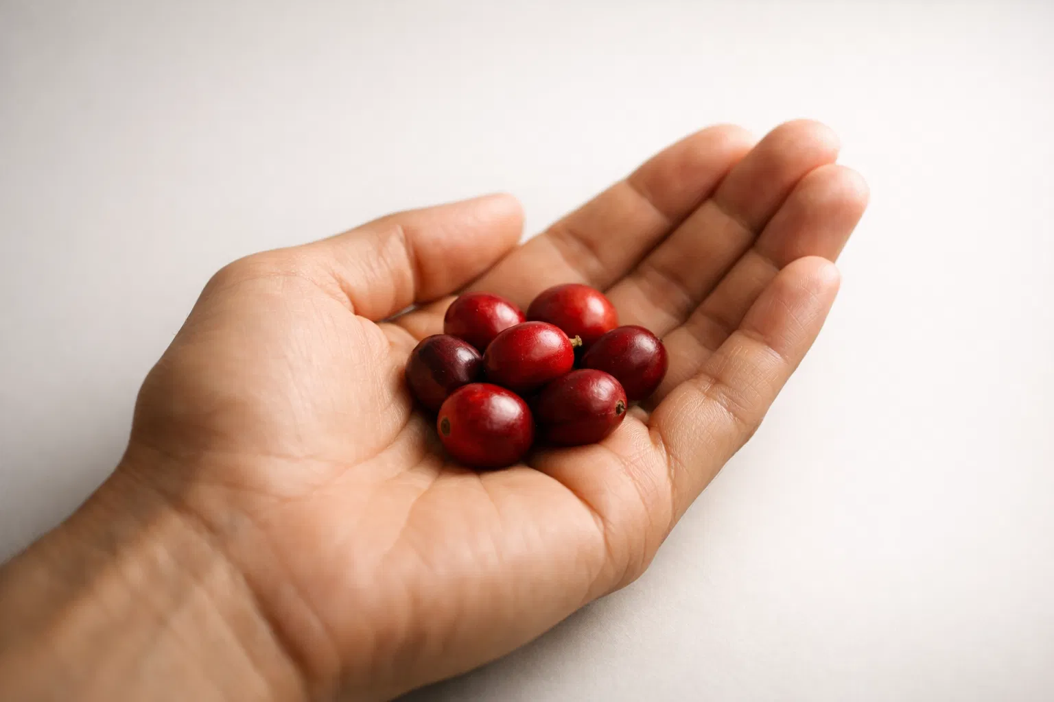 Handful of premium coffee cherries