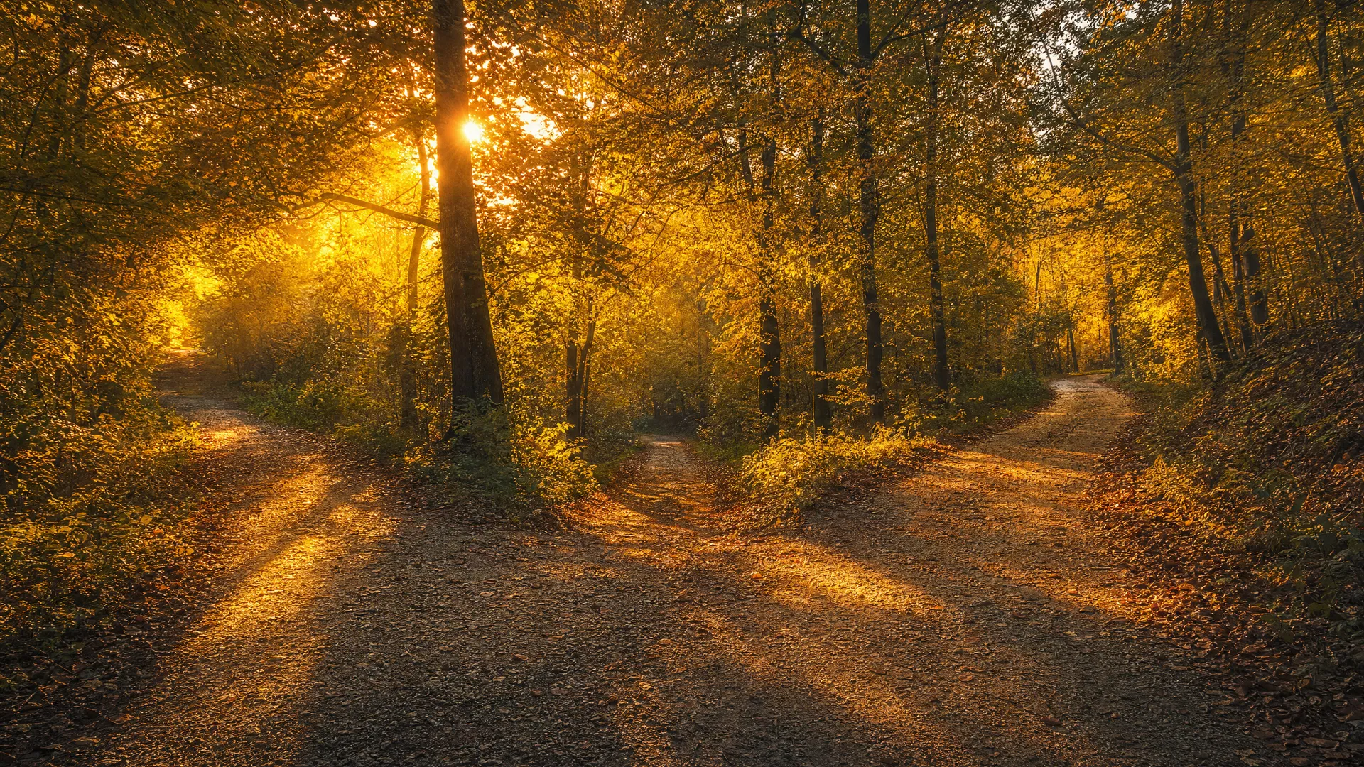 Diverging paths through golden forest