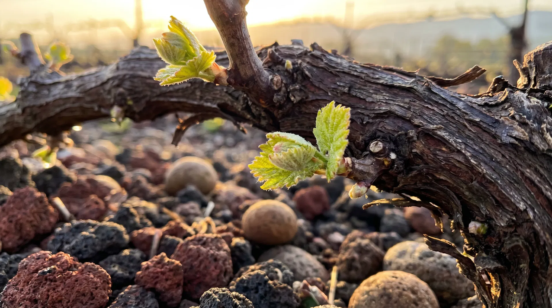 Macro close-up of Sauvignon Blanc bud break on grapevine in volcanic basalt soil — Big Valley AVA Lake County Northern California wine grapes early spring