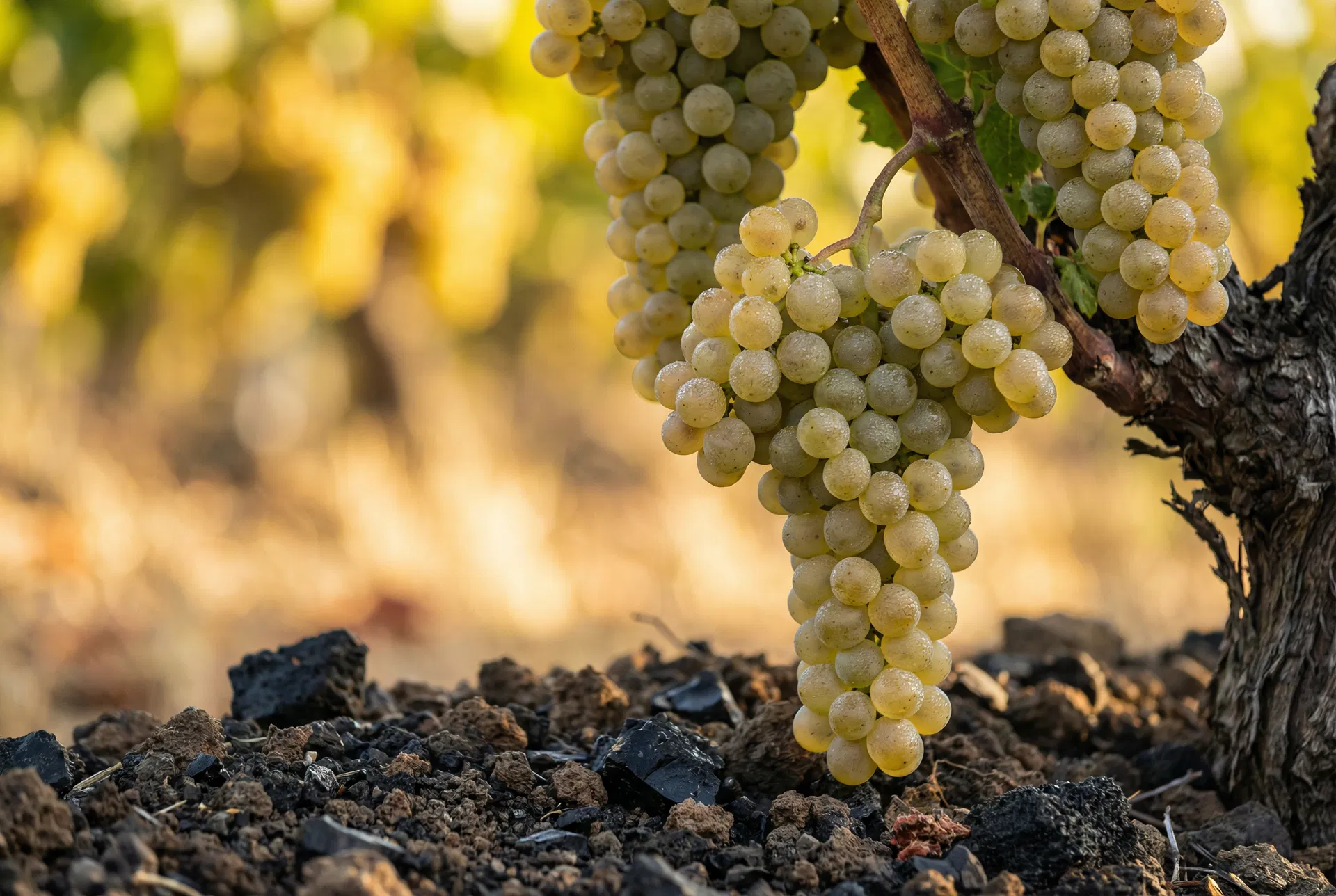 Sauvignon Blanc wine grapes for sale in Northern California — Quercus Ranch, Big Valley District AVA, Lake County
