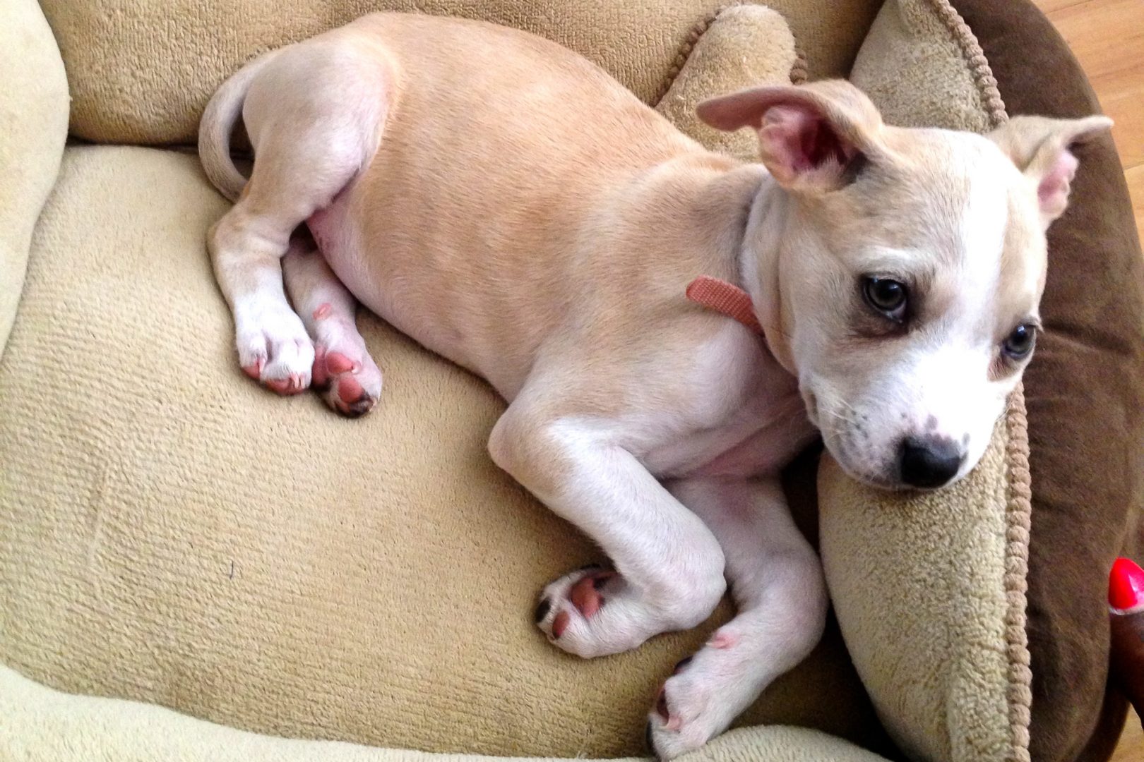 Truth about Puppy Adoption