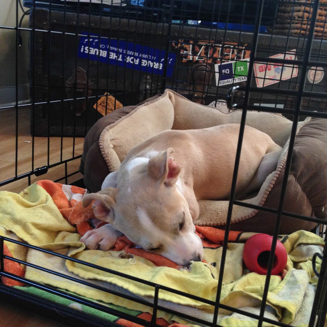 Truth about Puppy Adoption