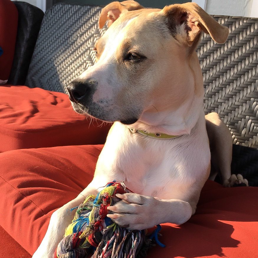 Truth about Puppy Adoption