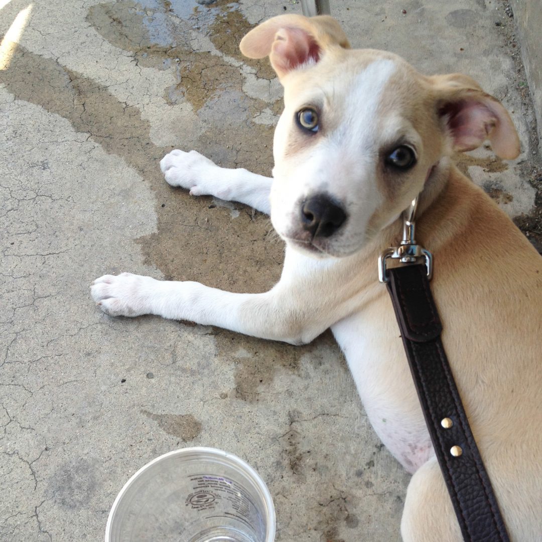 Truth about Puppy Adoption