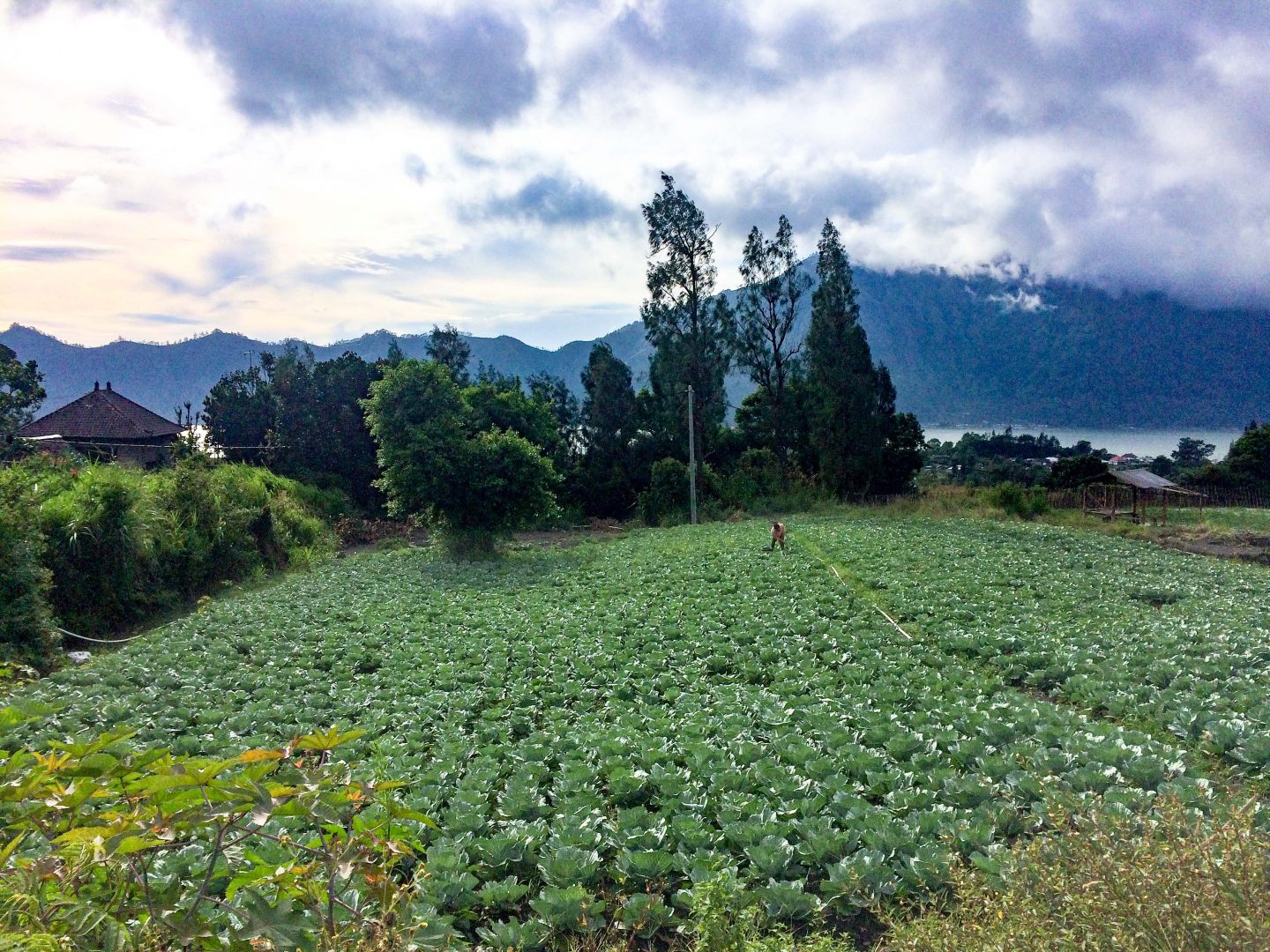 Hotel Review: Mapa Lake View Bungalow and Mt. Batur Hike, Kintamani, Bali