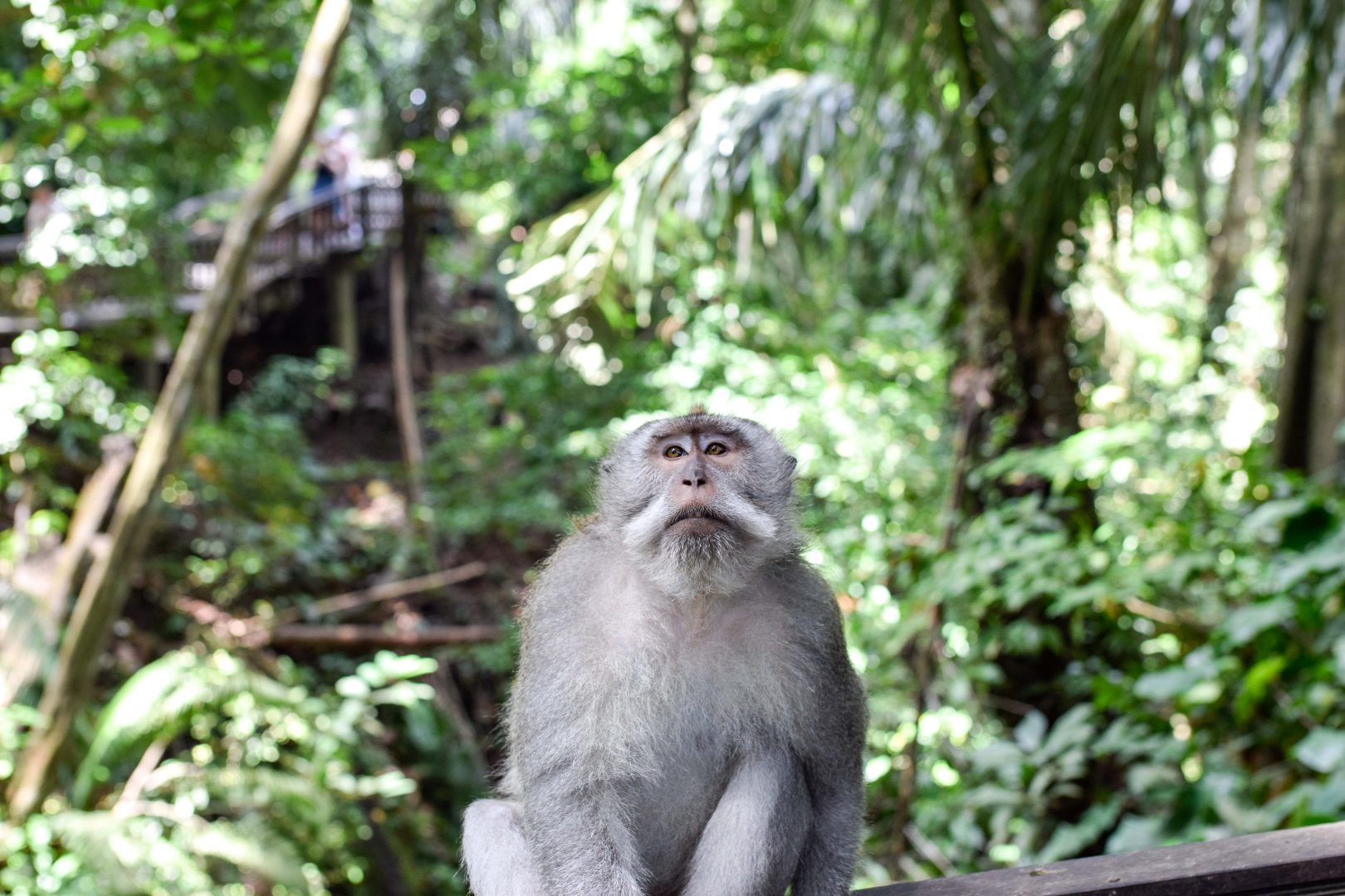 Ubud, Bali Activities Guide for the Traveler in You