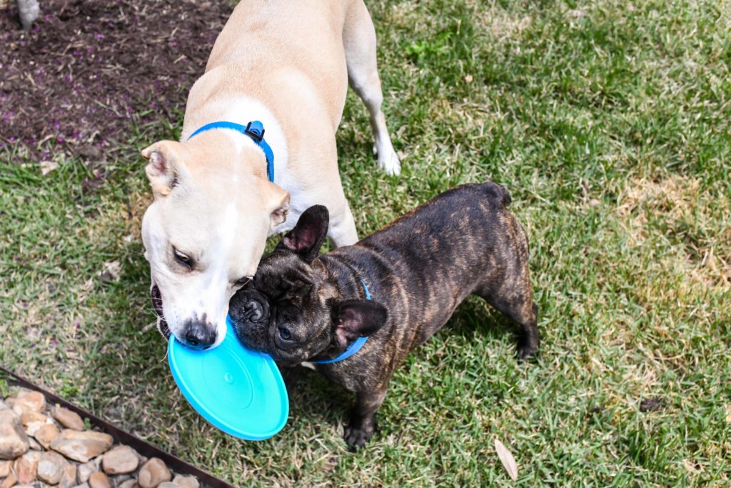 Brandless Dog Collars are the Best Dog Collars on the Market Right Now