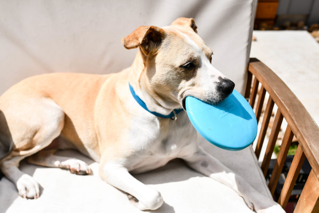 Brandless Dog Collars are the Best Dog Collars on the Market Right Now