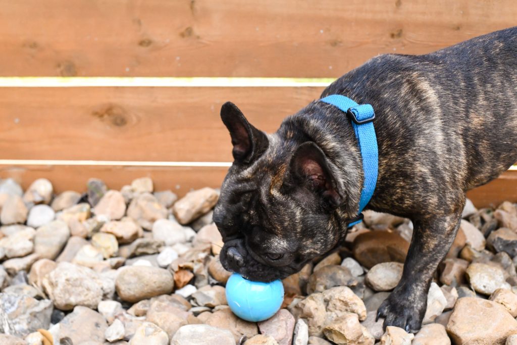 Brandless Dog Collars are the Best Dog Collars on the Market Right Now