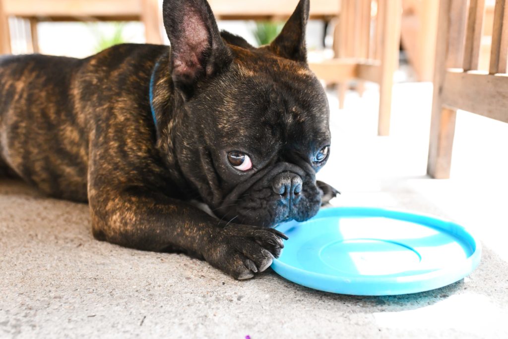Brandless Dog Collars are the Best Dog Collars on the Market Right Now