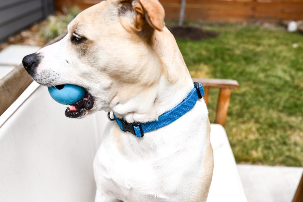 Brandless Dog Collars are the Best Dog Collars on the Market Right Now