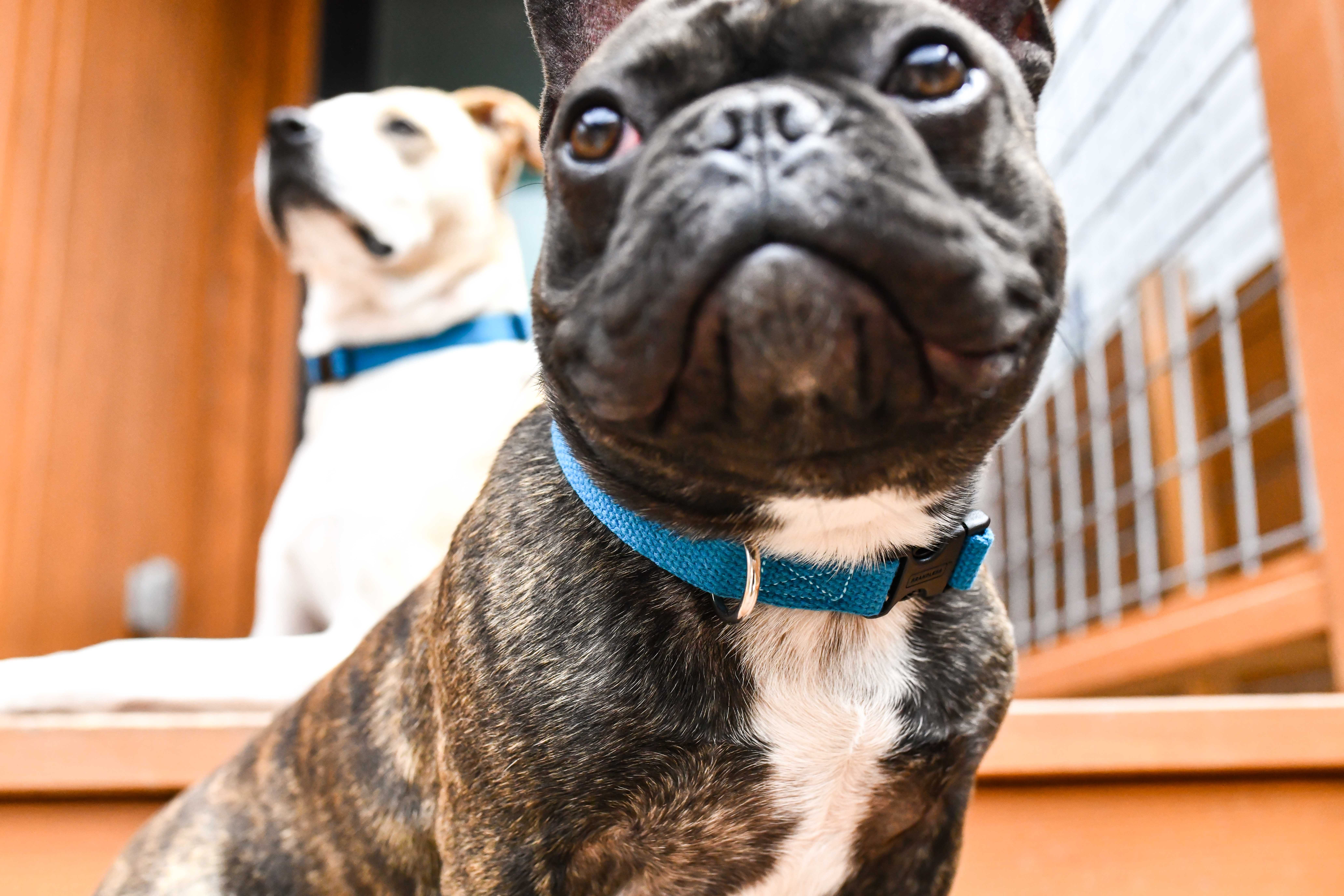 Looking for High-Quality Dog Collars Without the Markup? Buy Brandless.